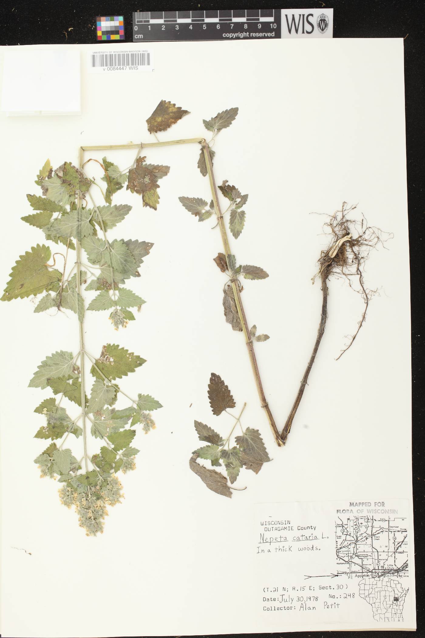 Nepeta cataria image