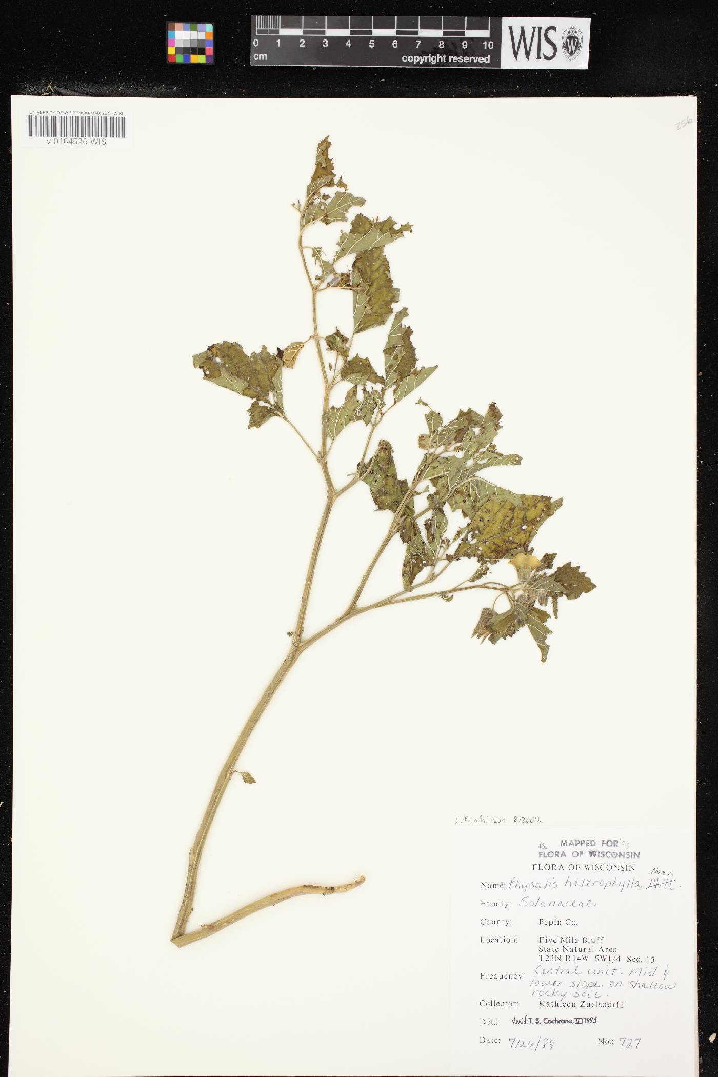 Physalis heterophylla var. heterophylla image