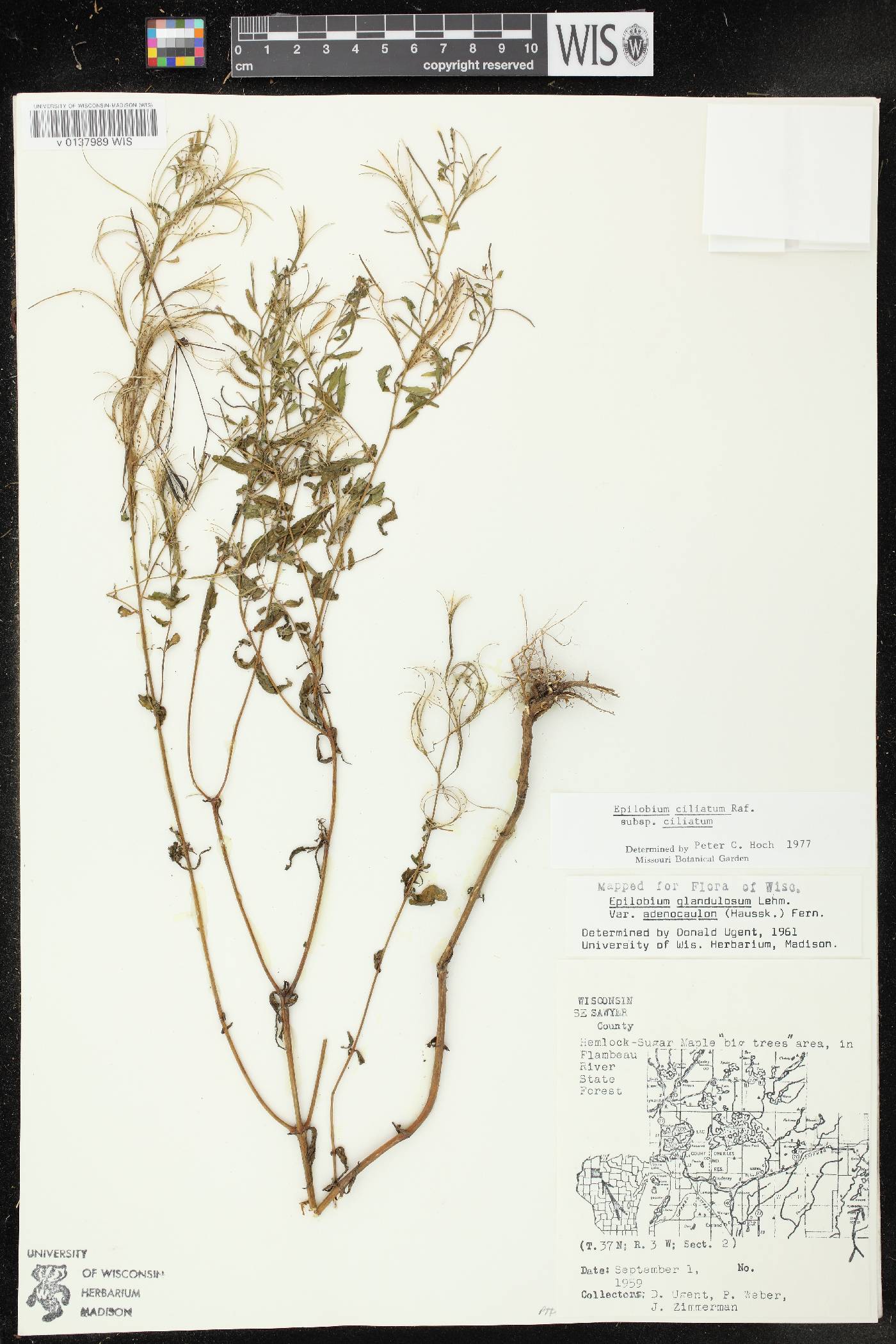 Epilobium ciliatum subsp. ciliatum image