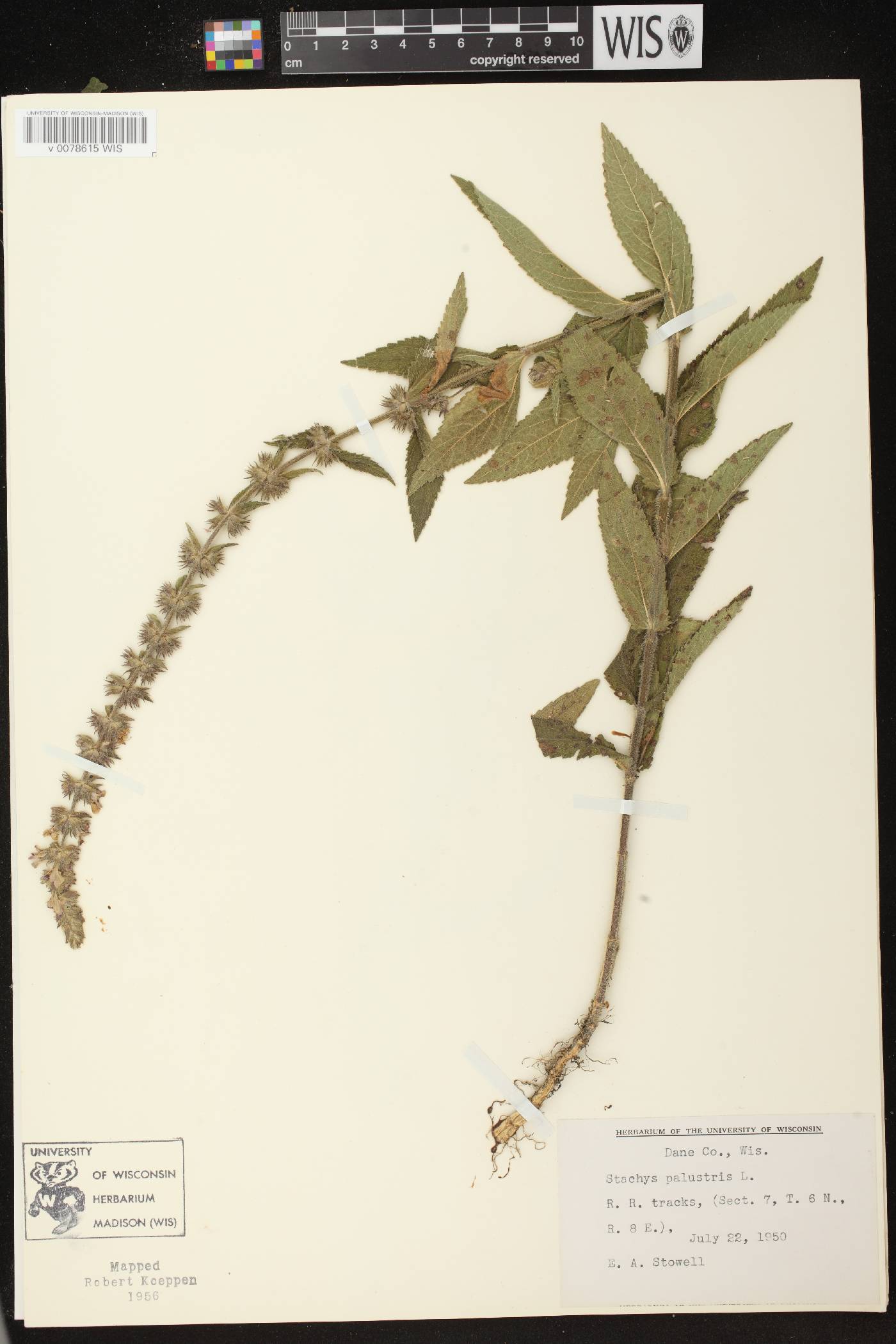 Stachys palustris image