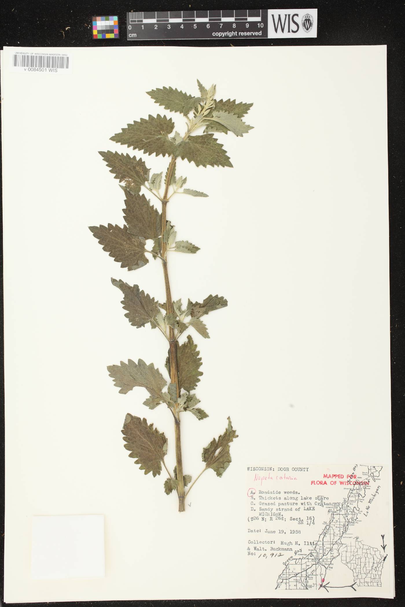 Nepeta cataria image