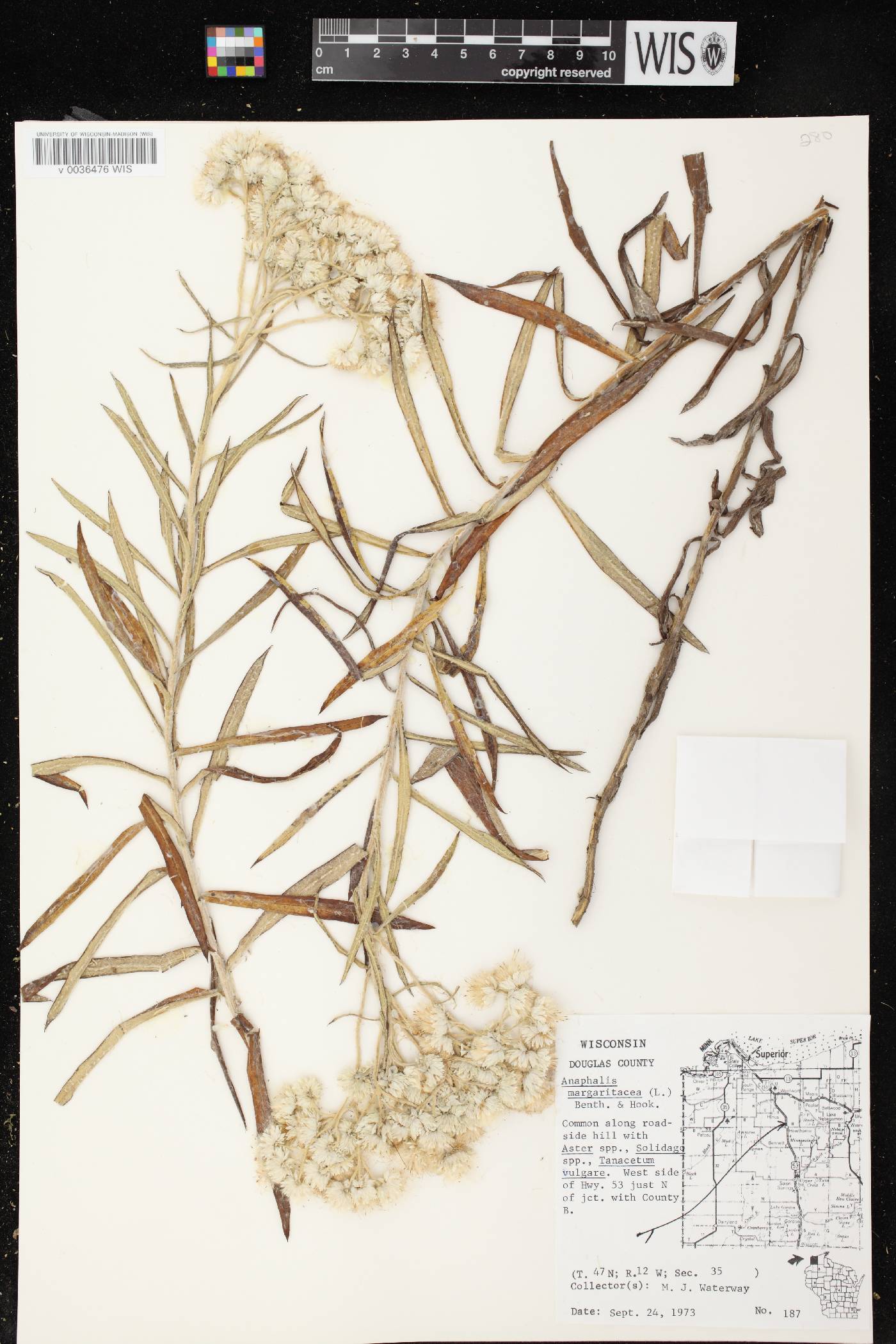 Anaphalis margaritacea image