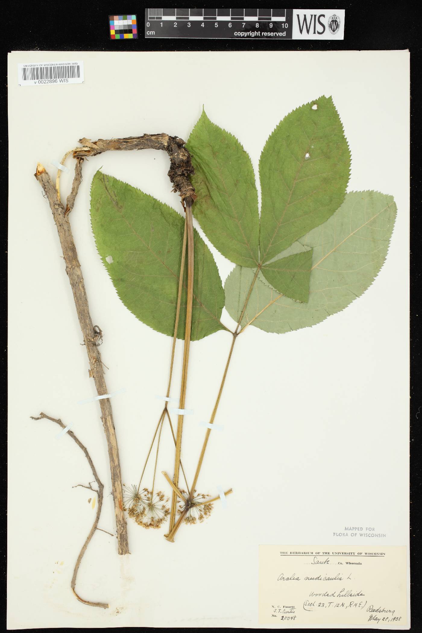 Aralia nudicaulis image