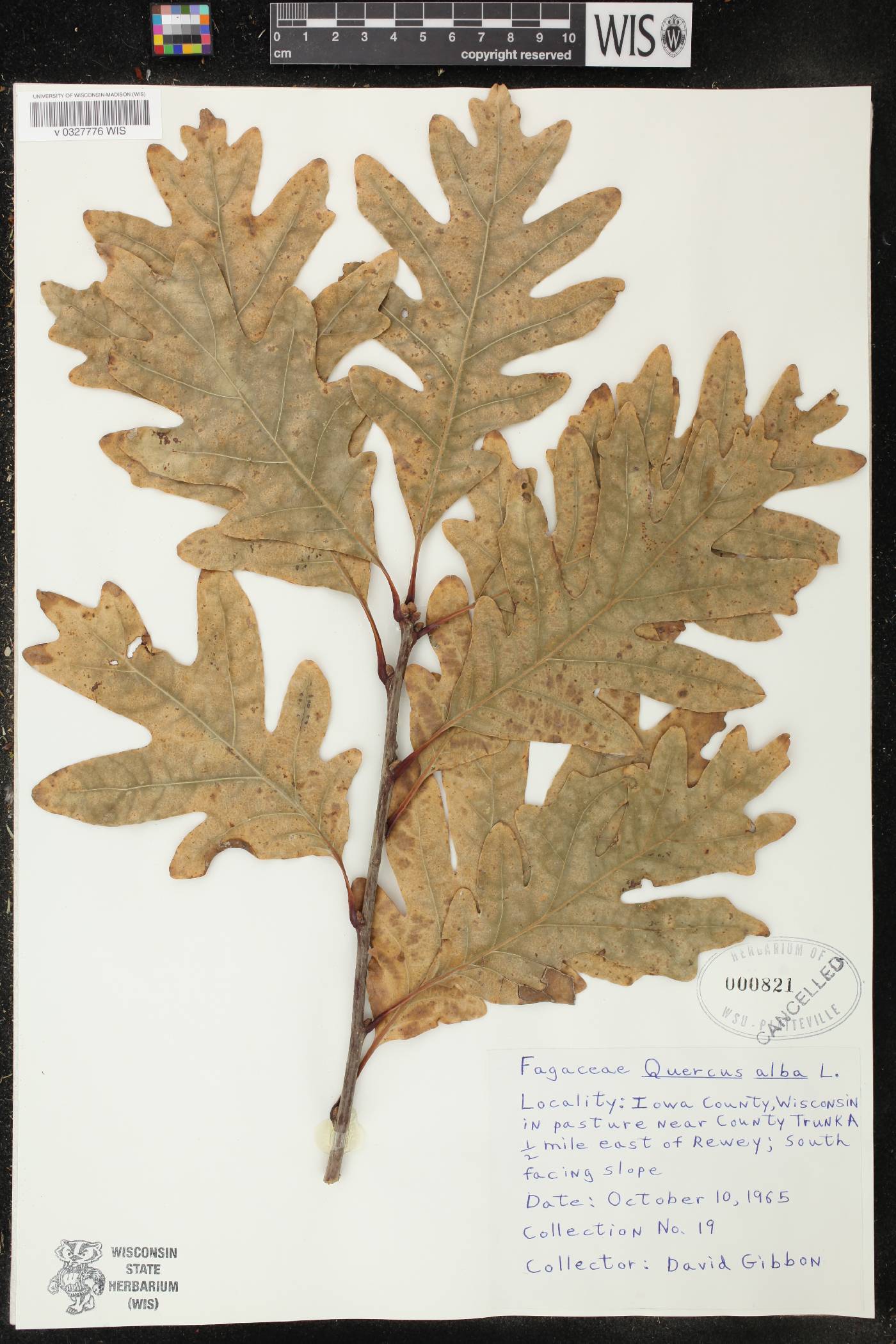Quercus alba image