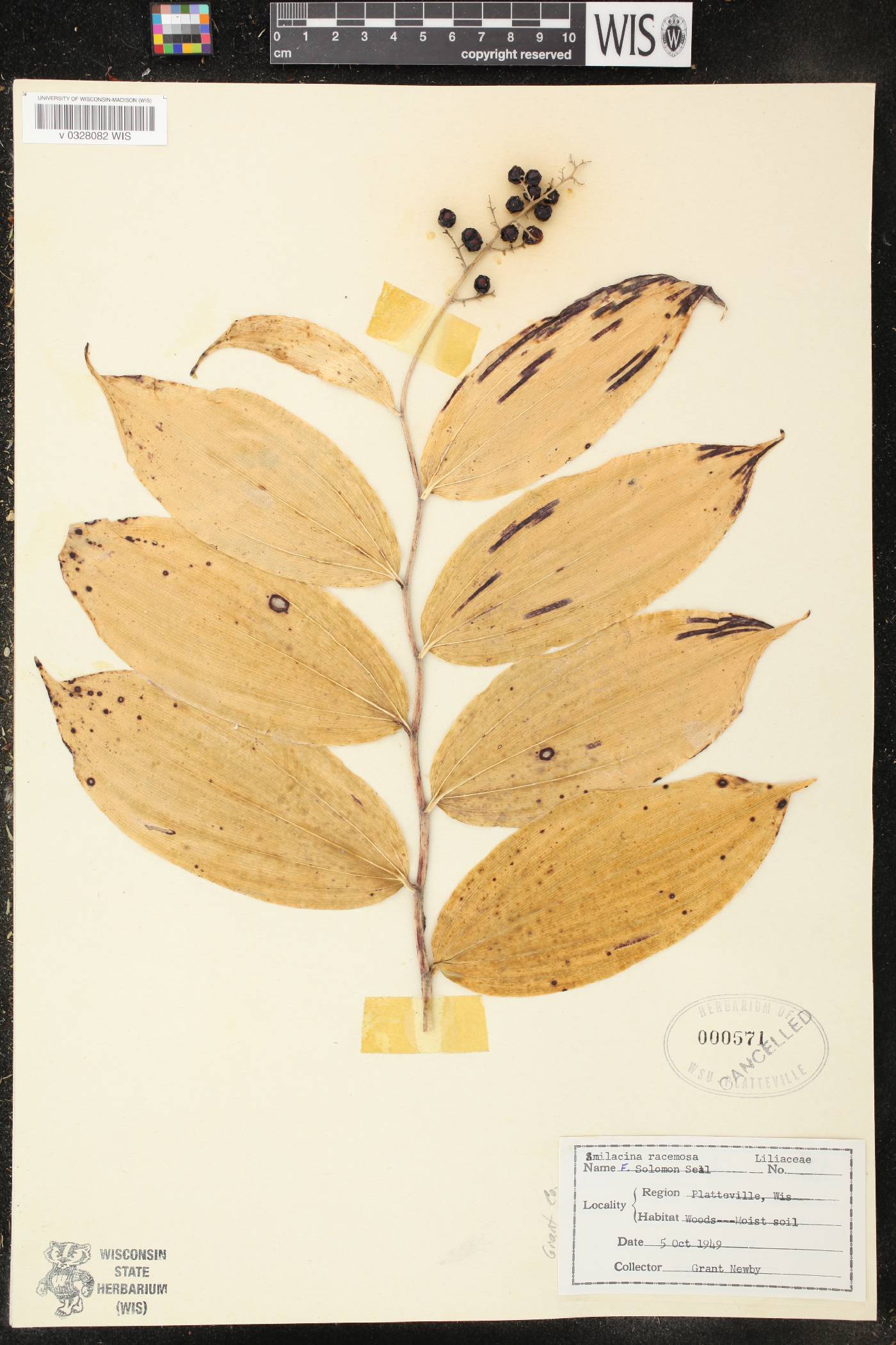 Maianthemum racemosum image