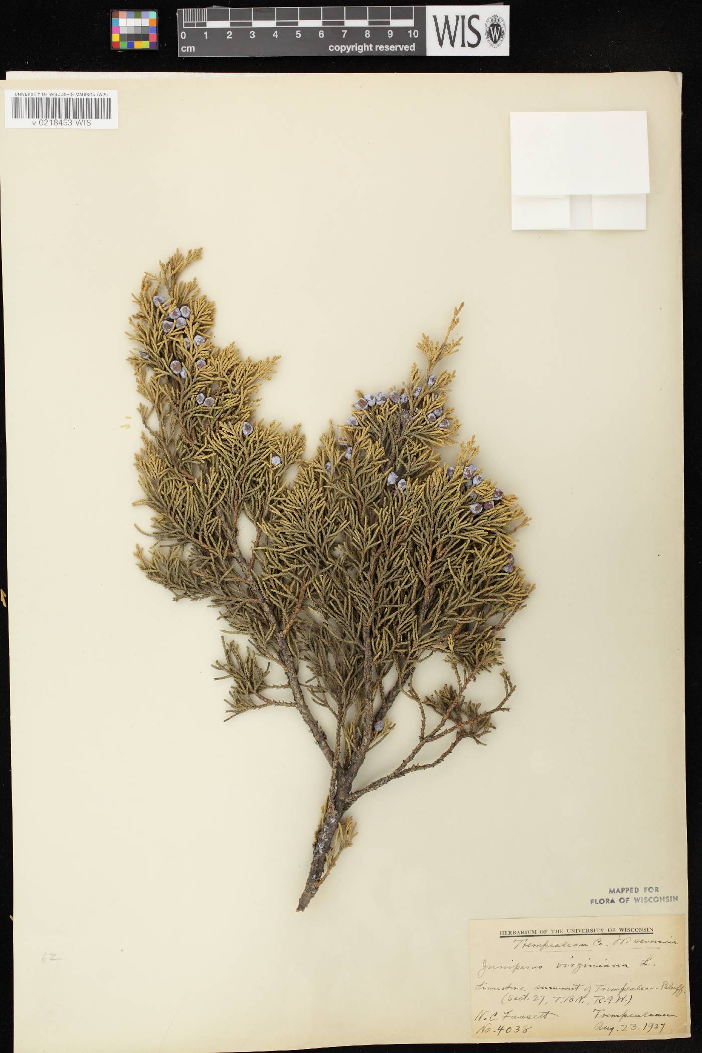 Juniperus virginiana var. virginiana image