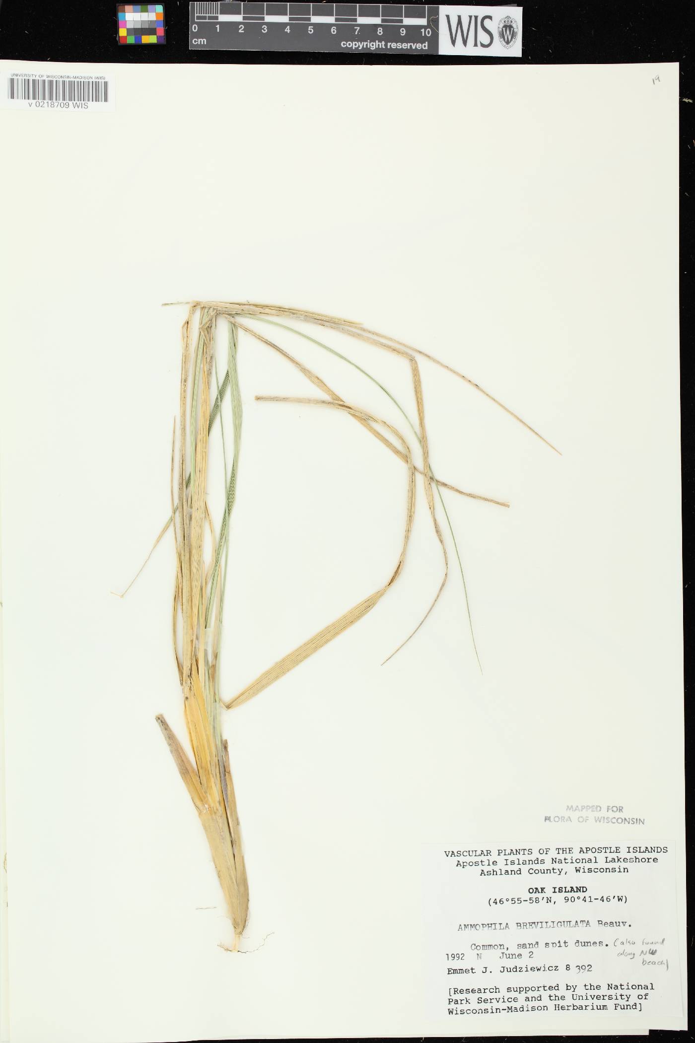 Ammophila breviligulata image