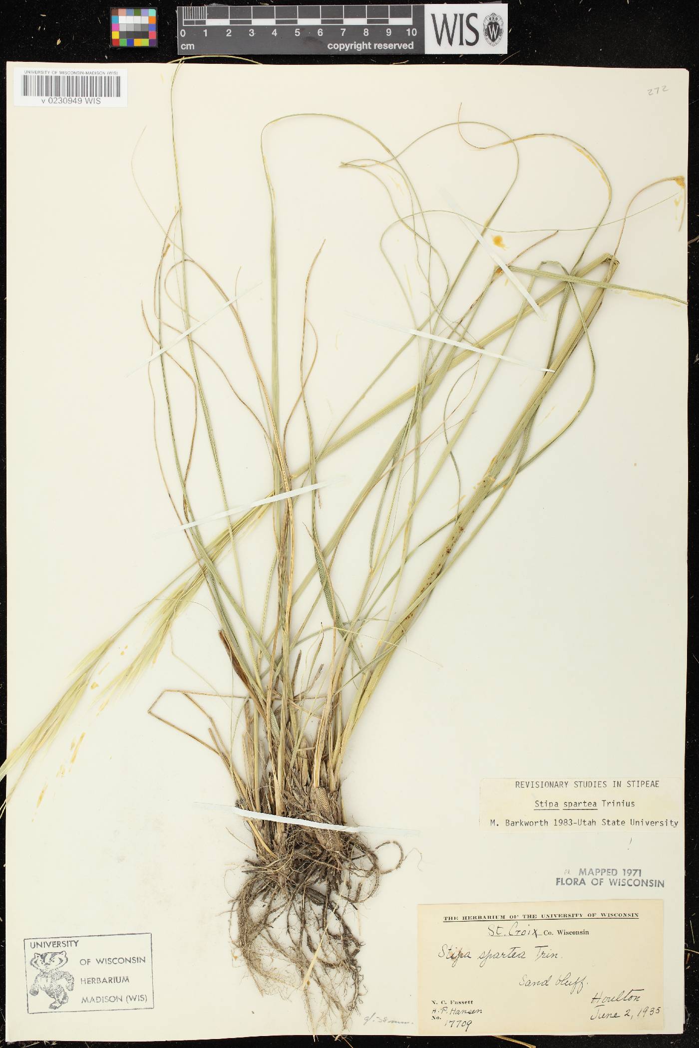 Hesperostipa spartea image