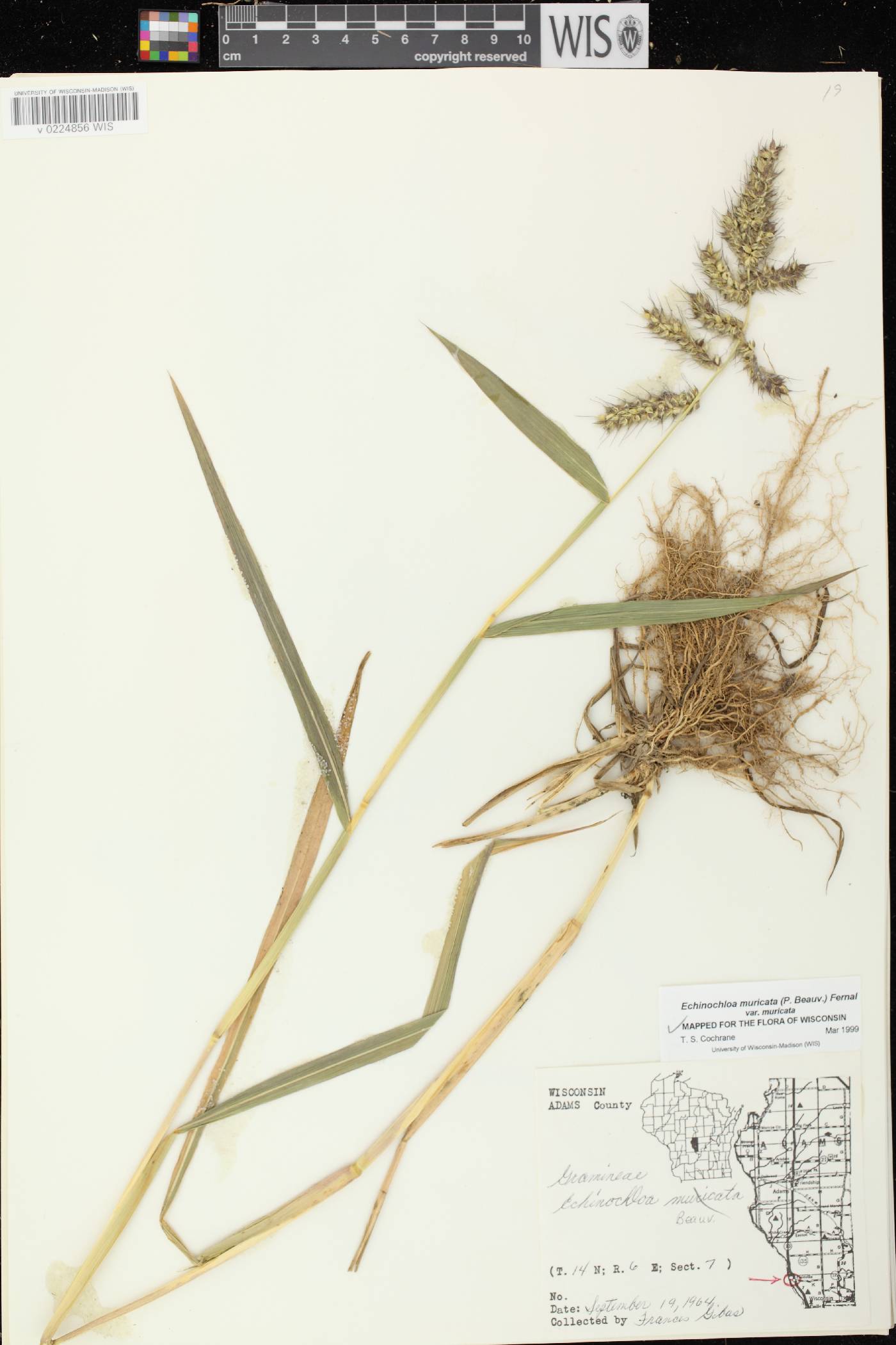 Echinochloa muricata var. muricata image