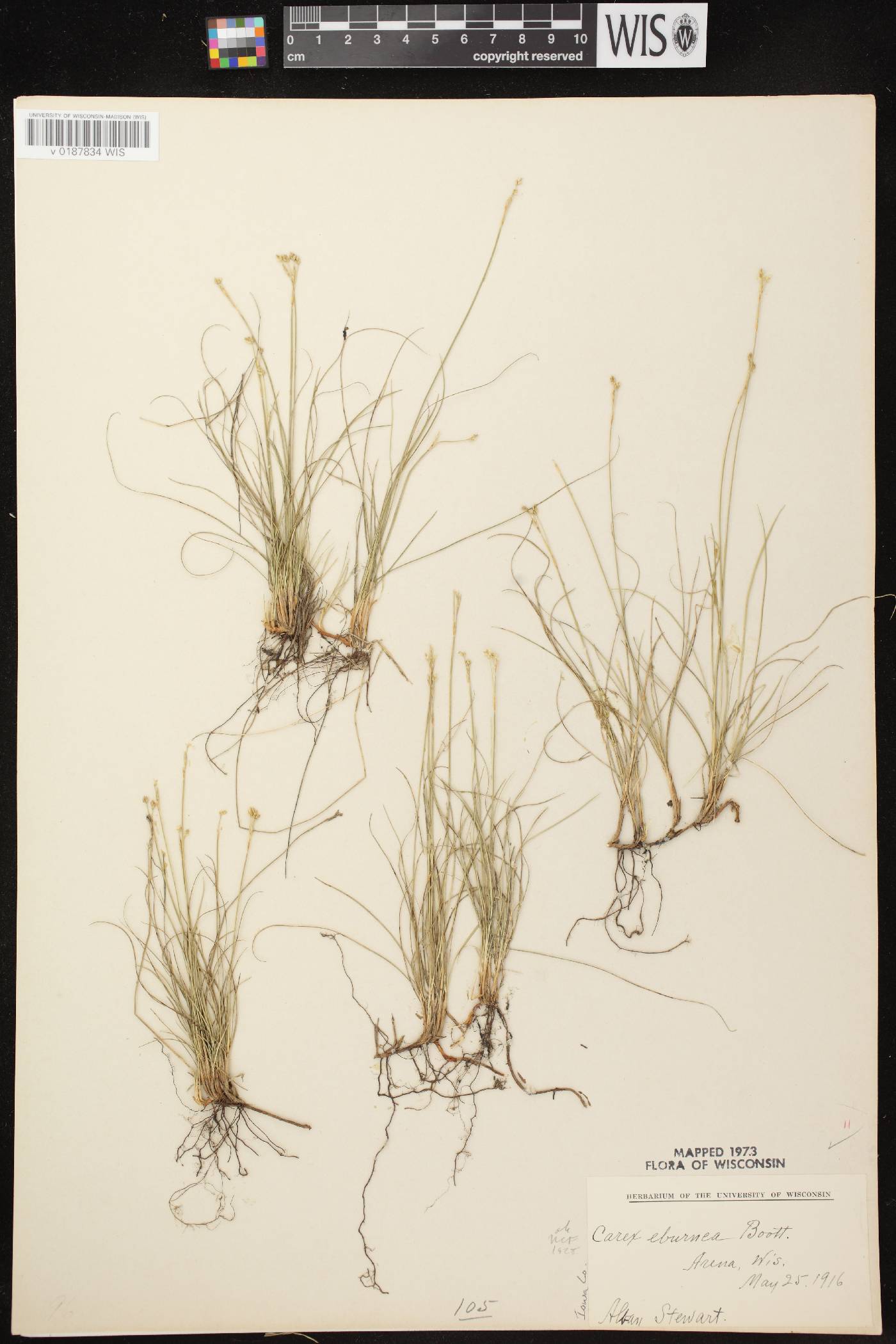 Carex eburnea image