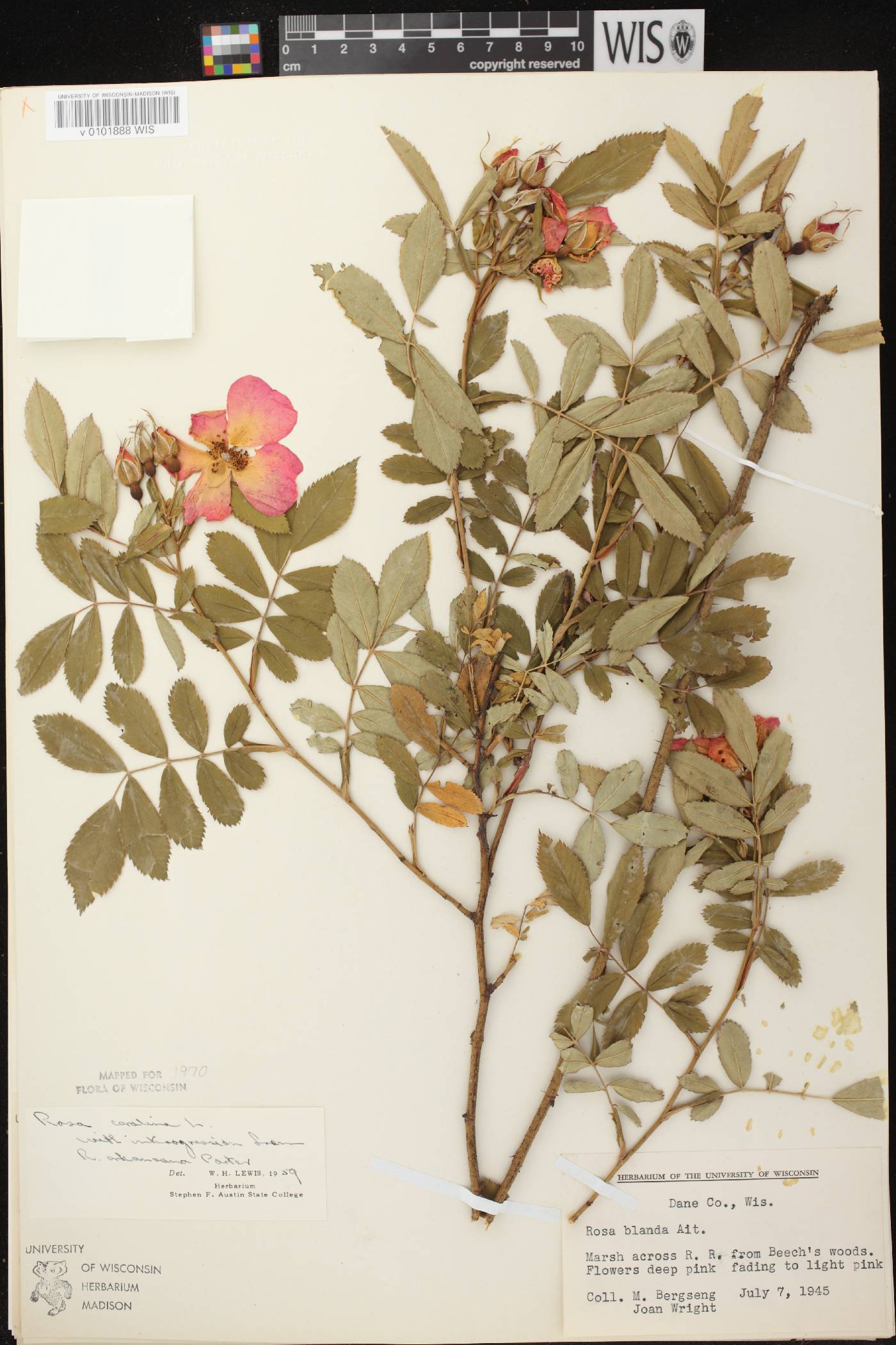 Rosa carolina image