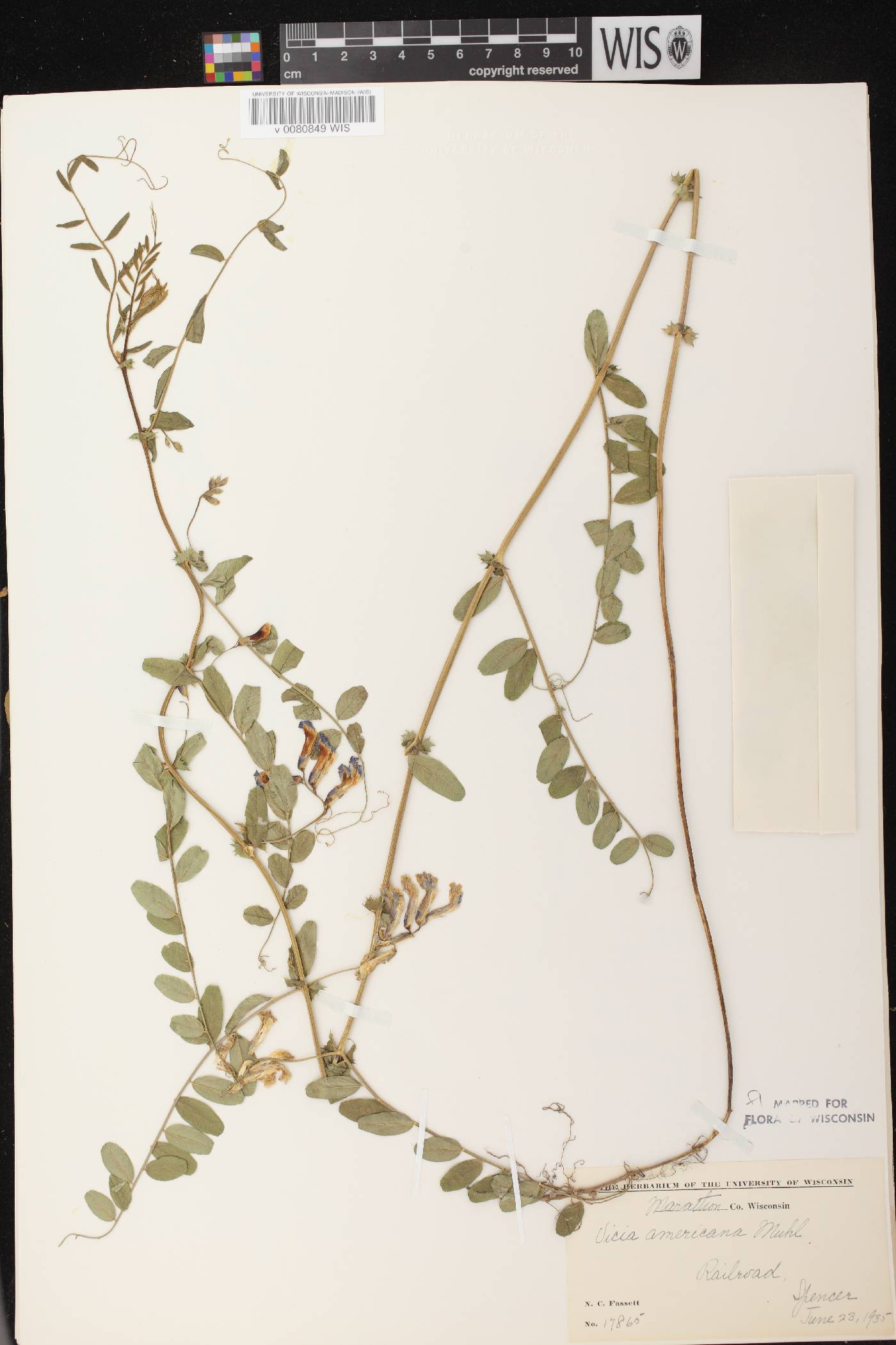 Vicia americana subsp. americana image