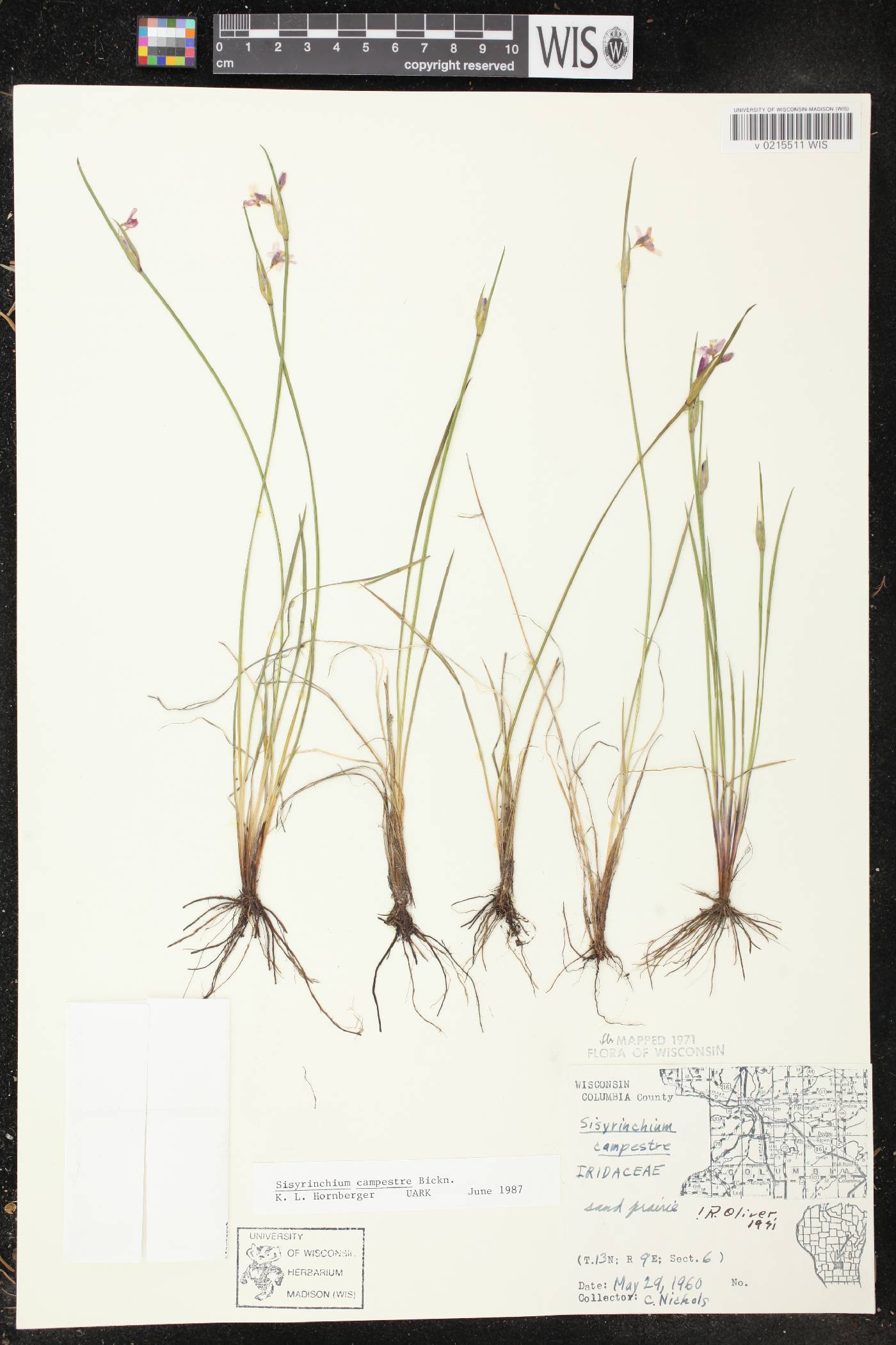 Sisyrinchium campestre image