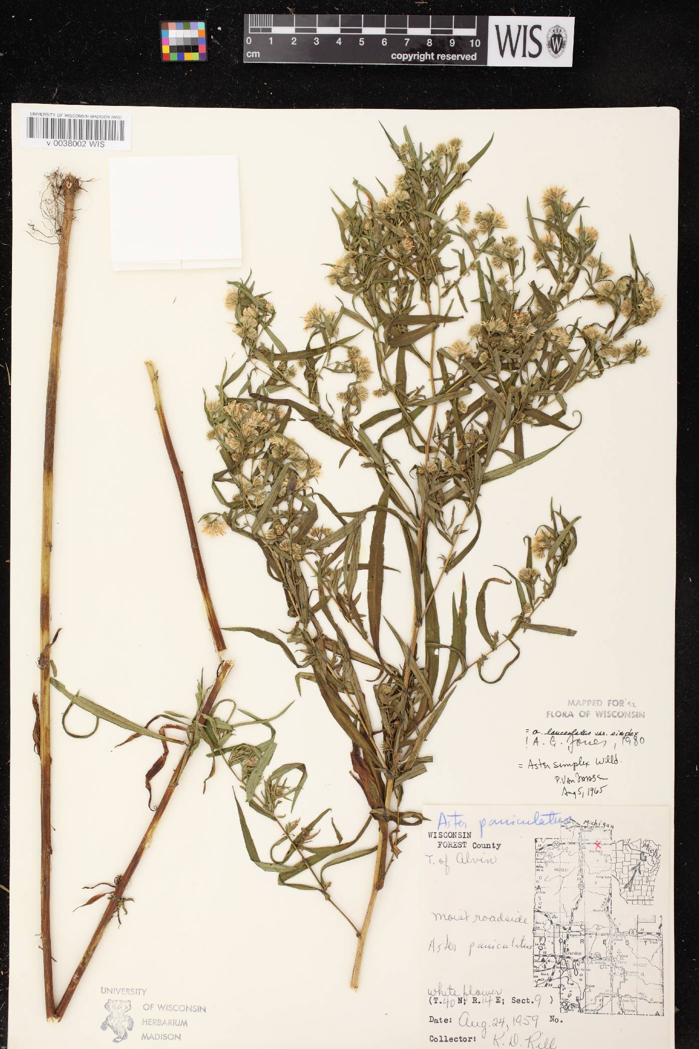 Symphyotrichum lanceolatum var. lanceolatum image