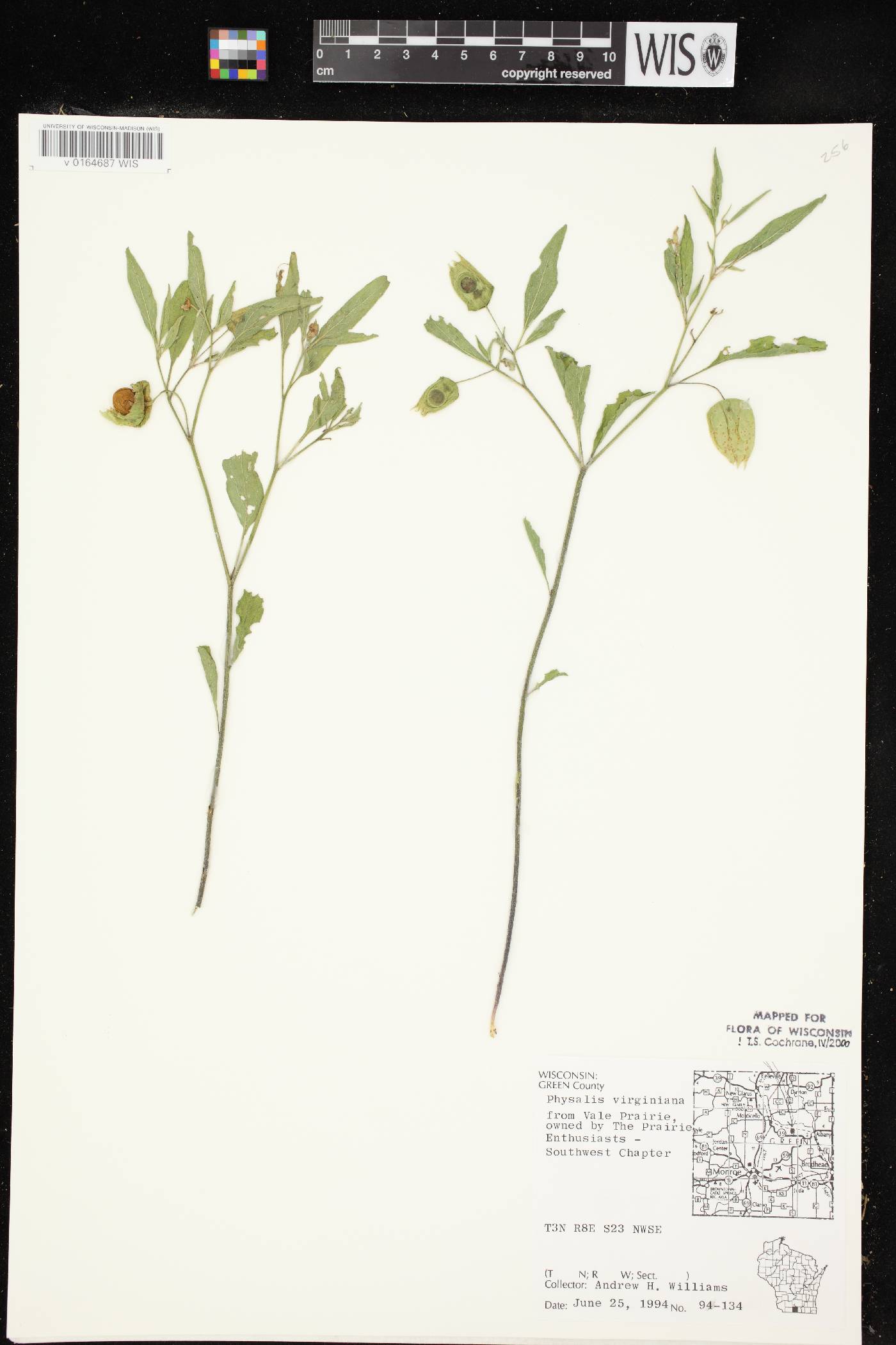 Physalis virginiana image