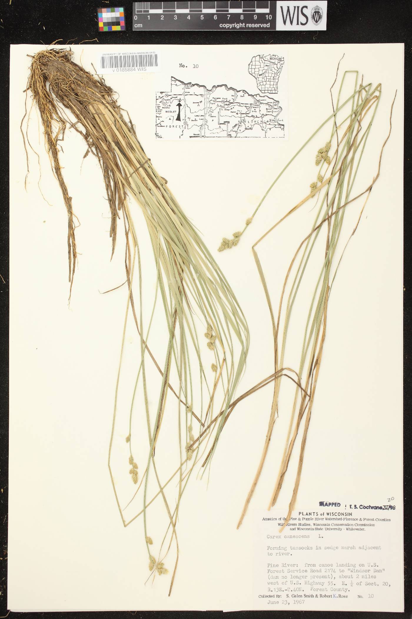 Carex canescens image