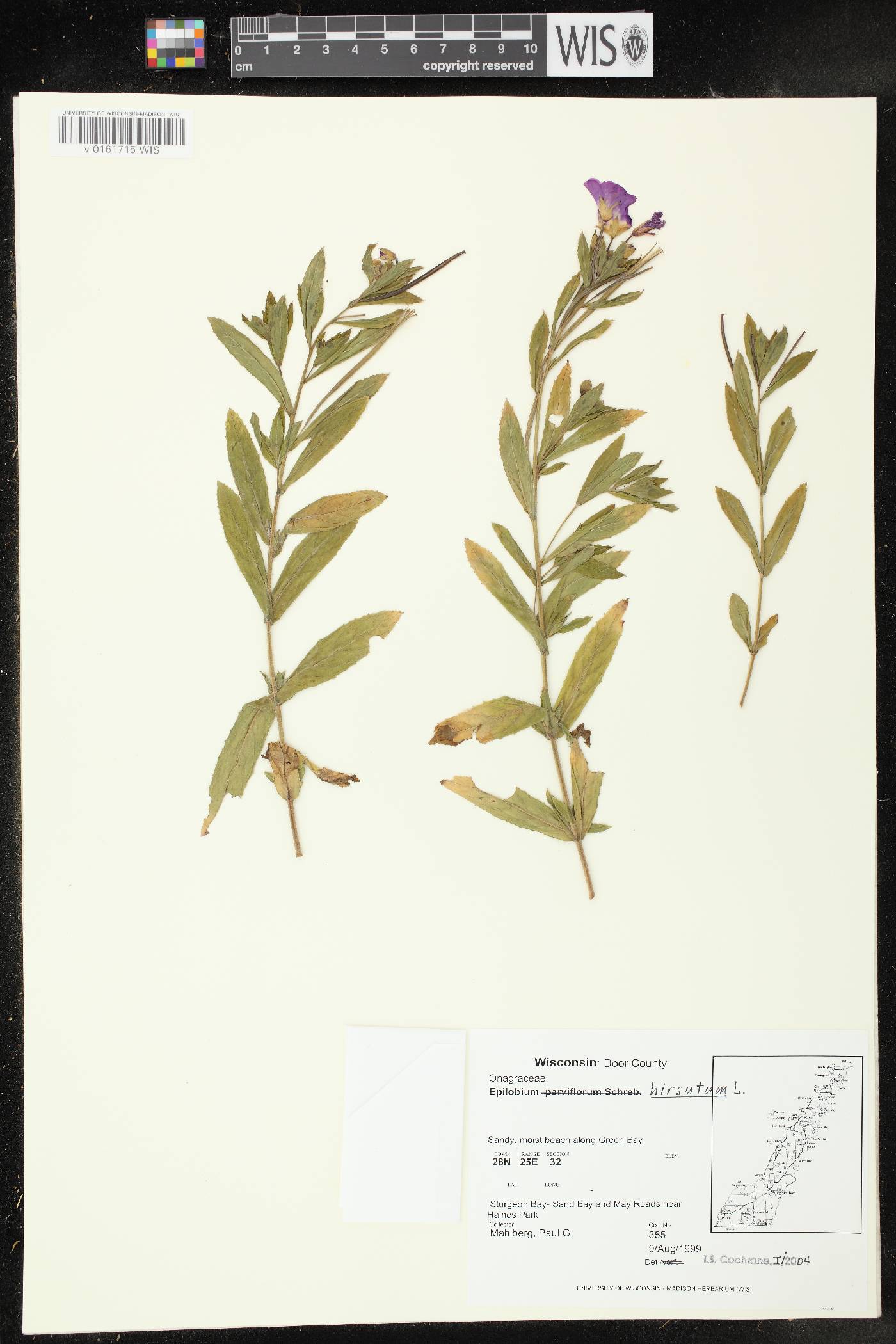 Epilobium hirsutum image