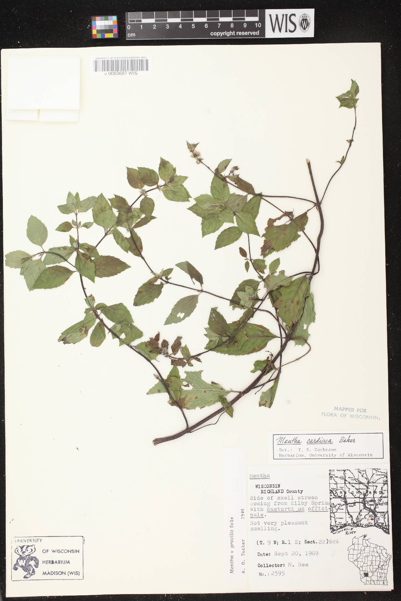 Mentha X gracilis image