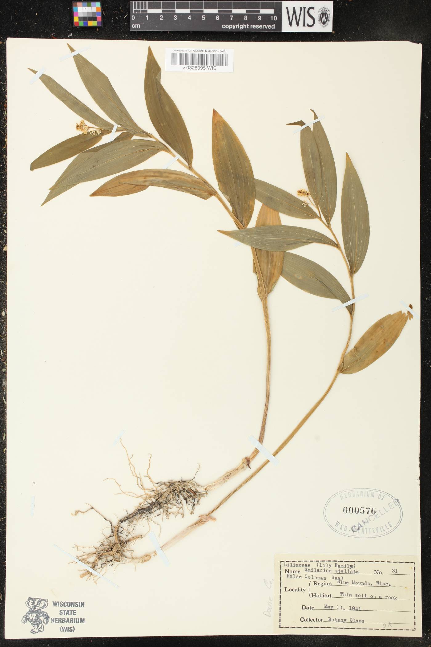 Maianthemum stellatum image