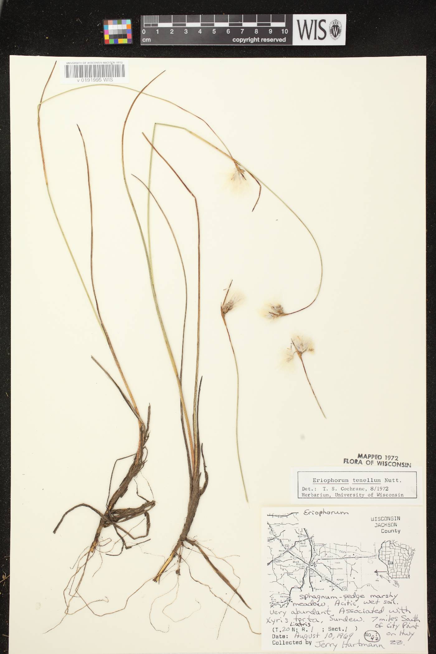 Eriophorum tenellum image