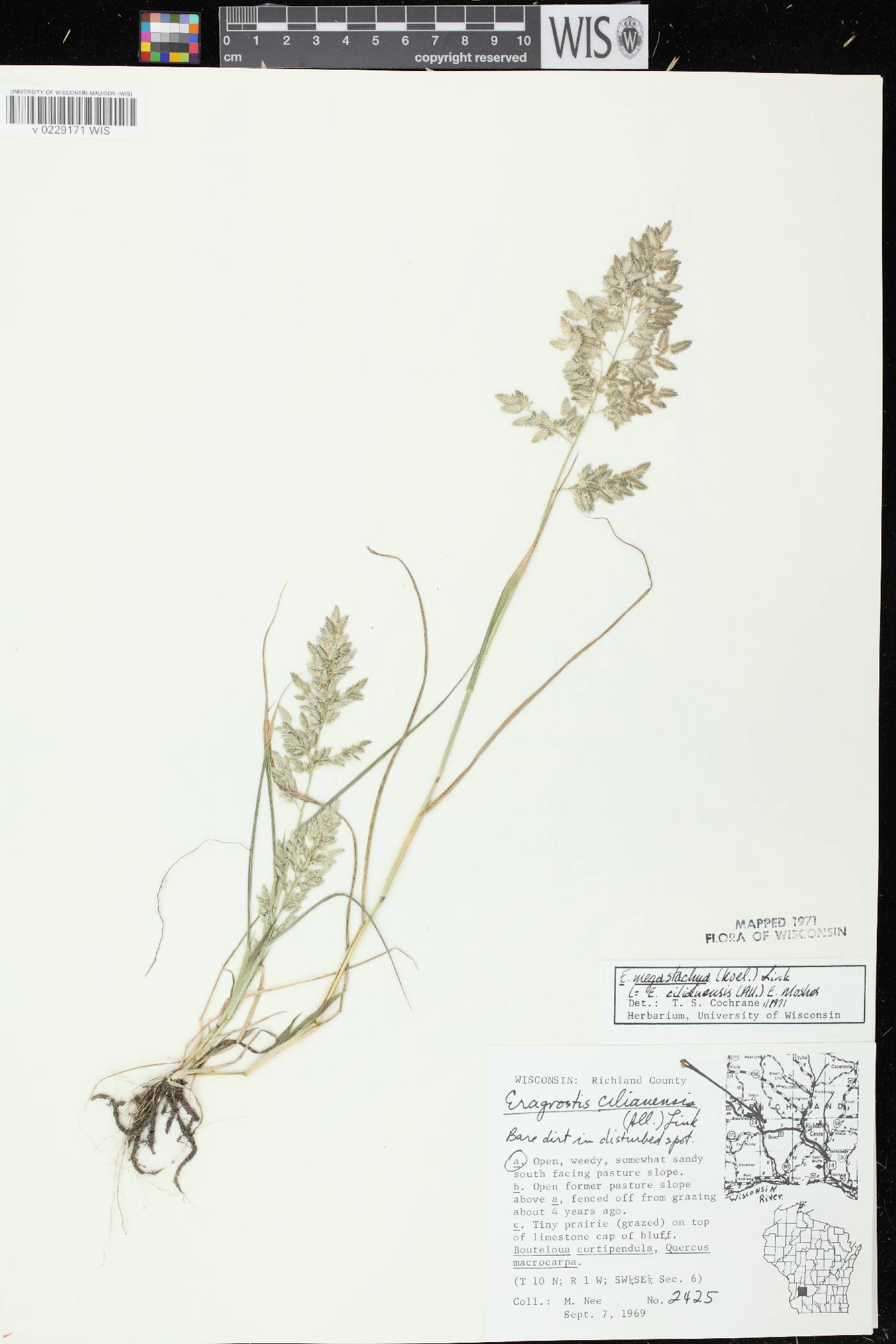 Eragrostis cilianensis image