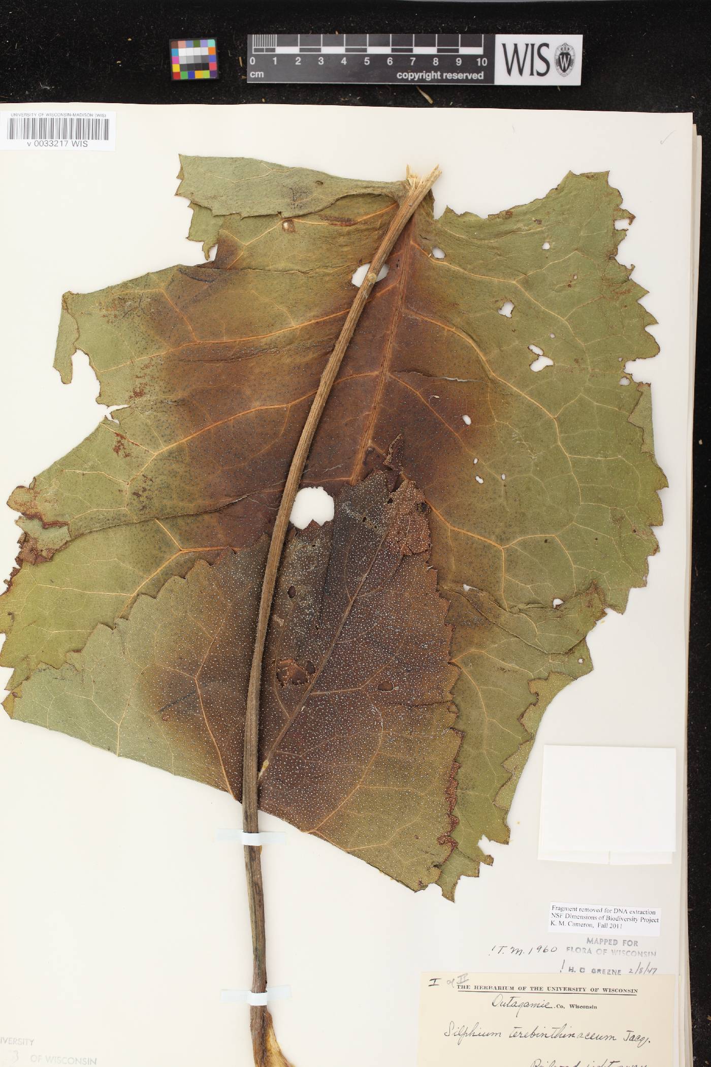 Silphium terebinthinaceum var. terebinthinaceum image