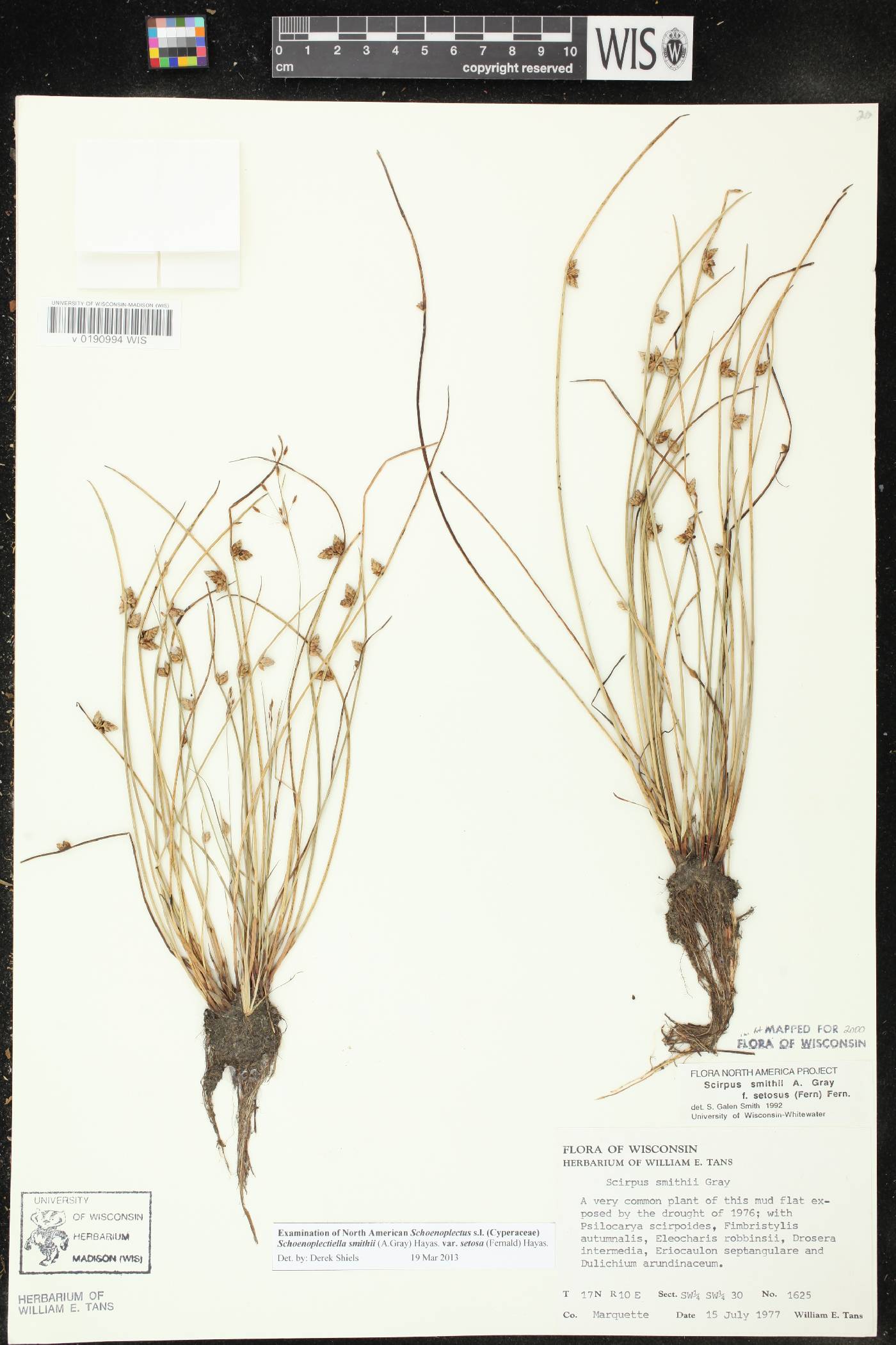 Schoenoplectus smithii image