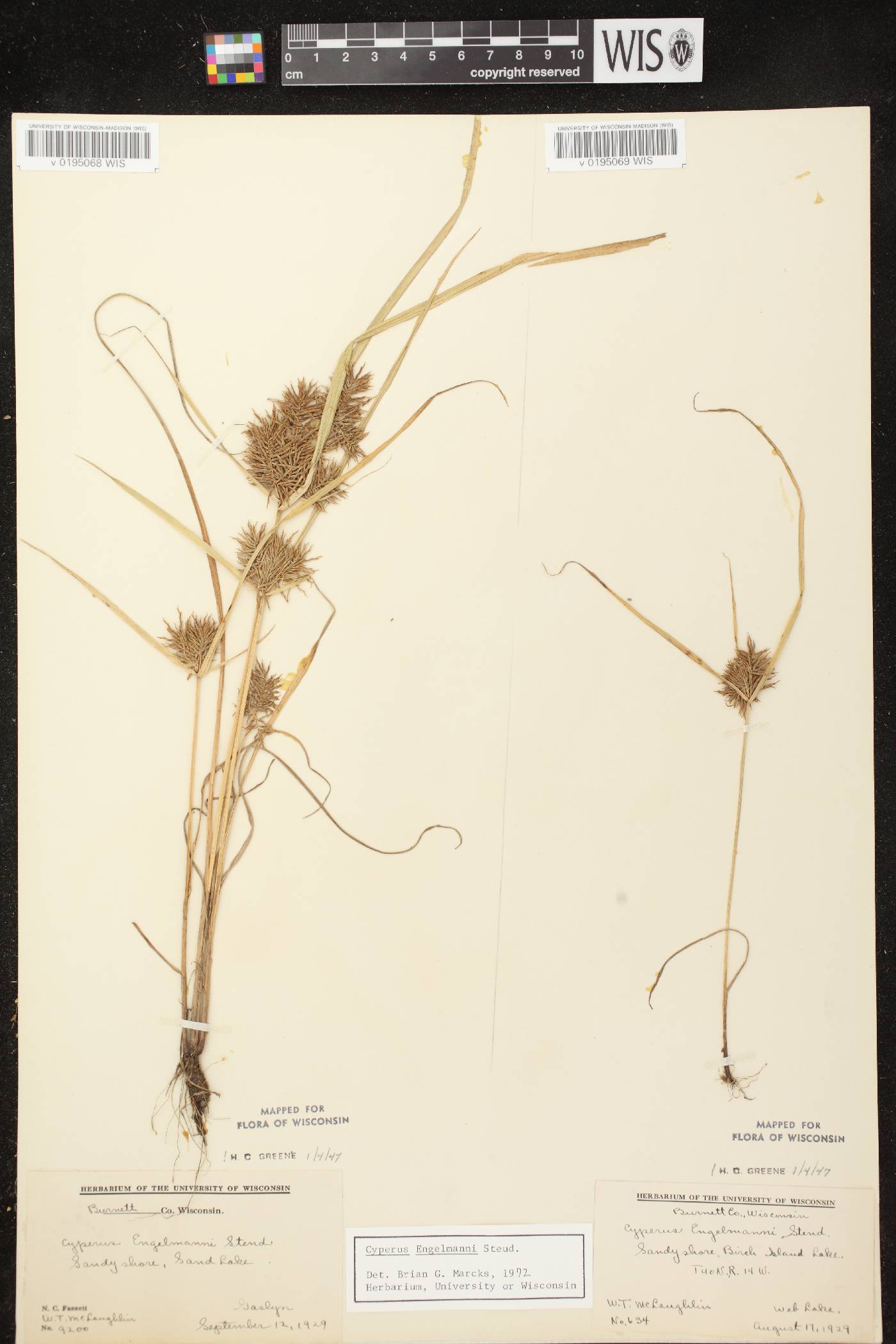 Cyperus odoratus image