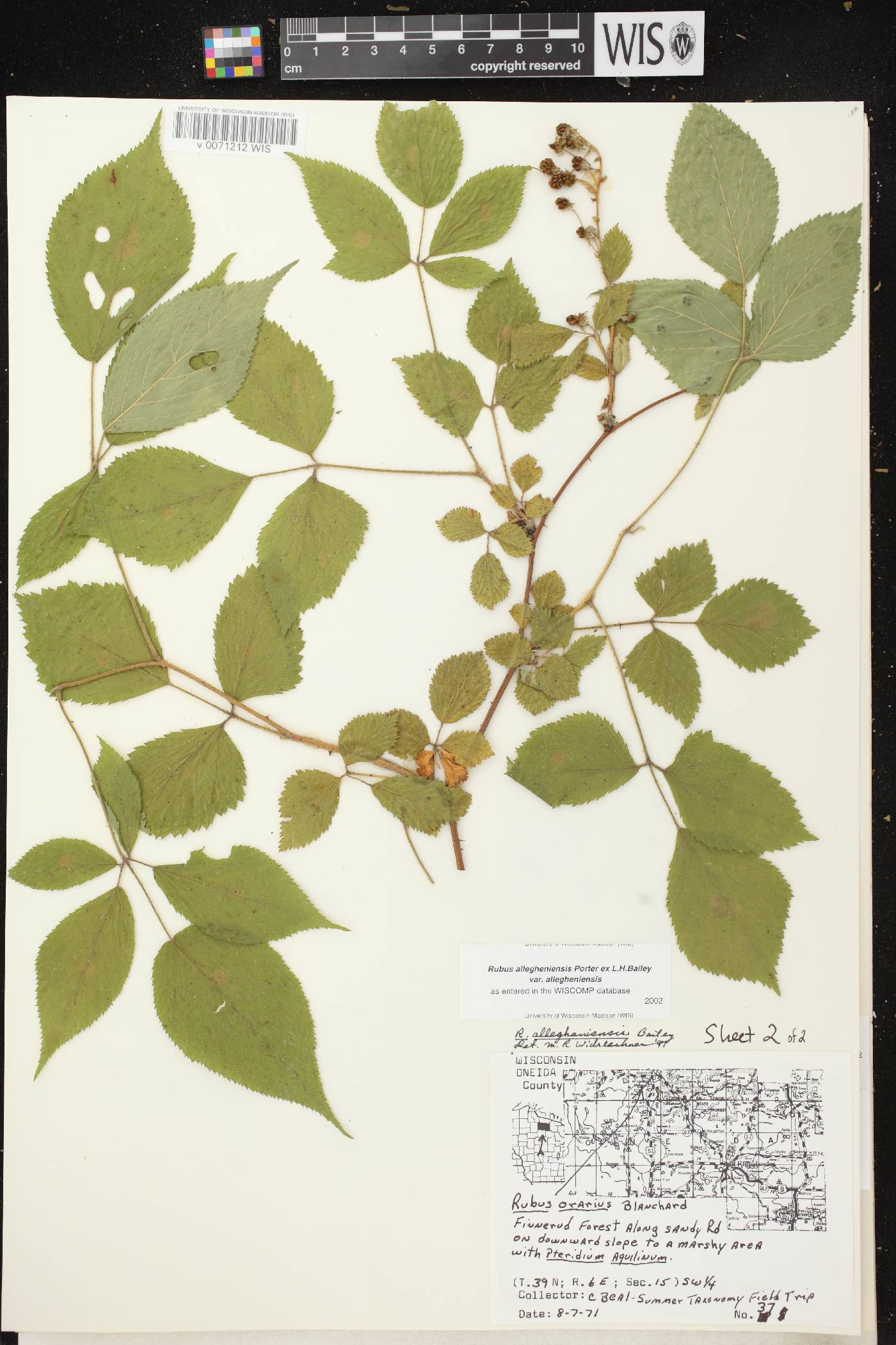 Rubus allegheniensis image