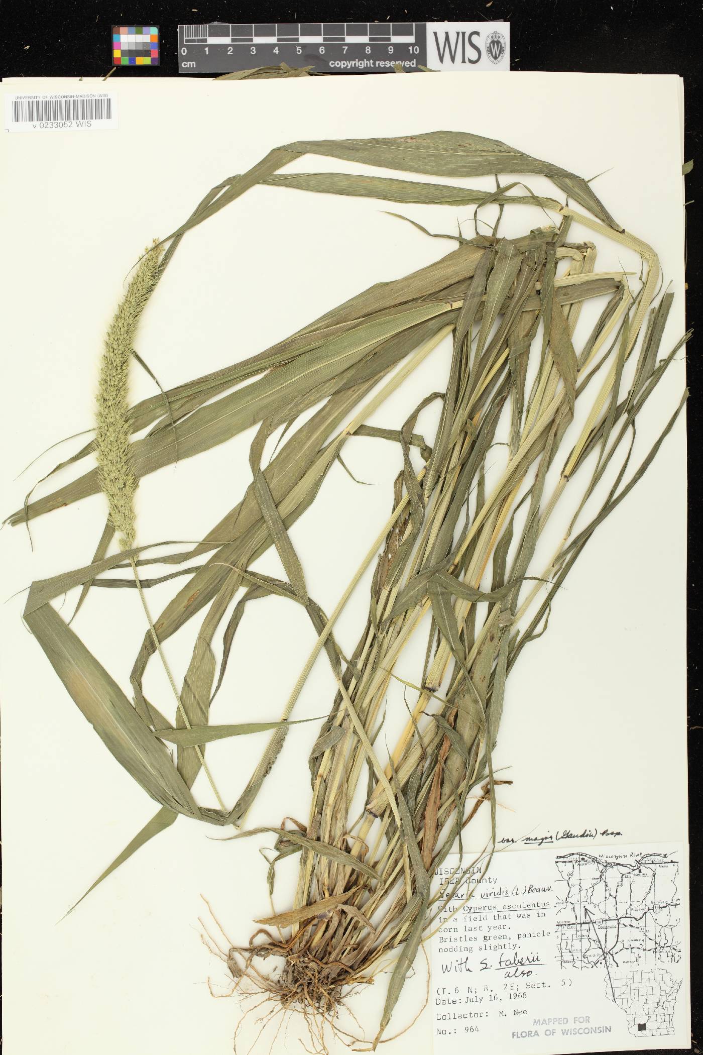 Setaria viridis var. major image