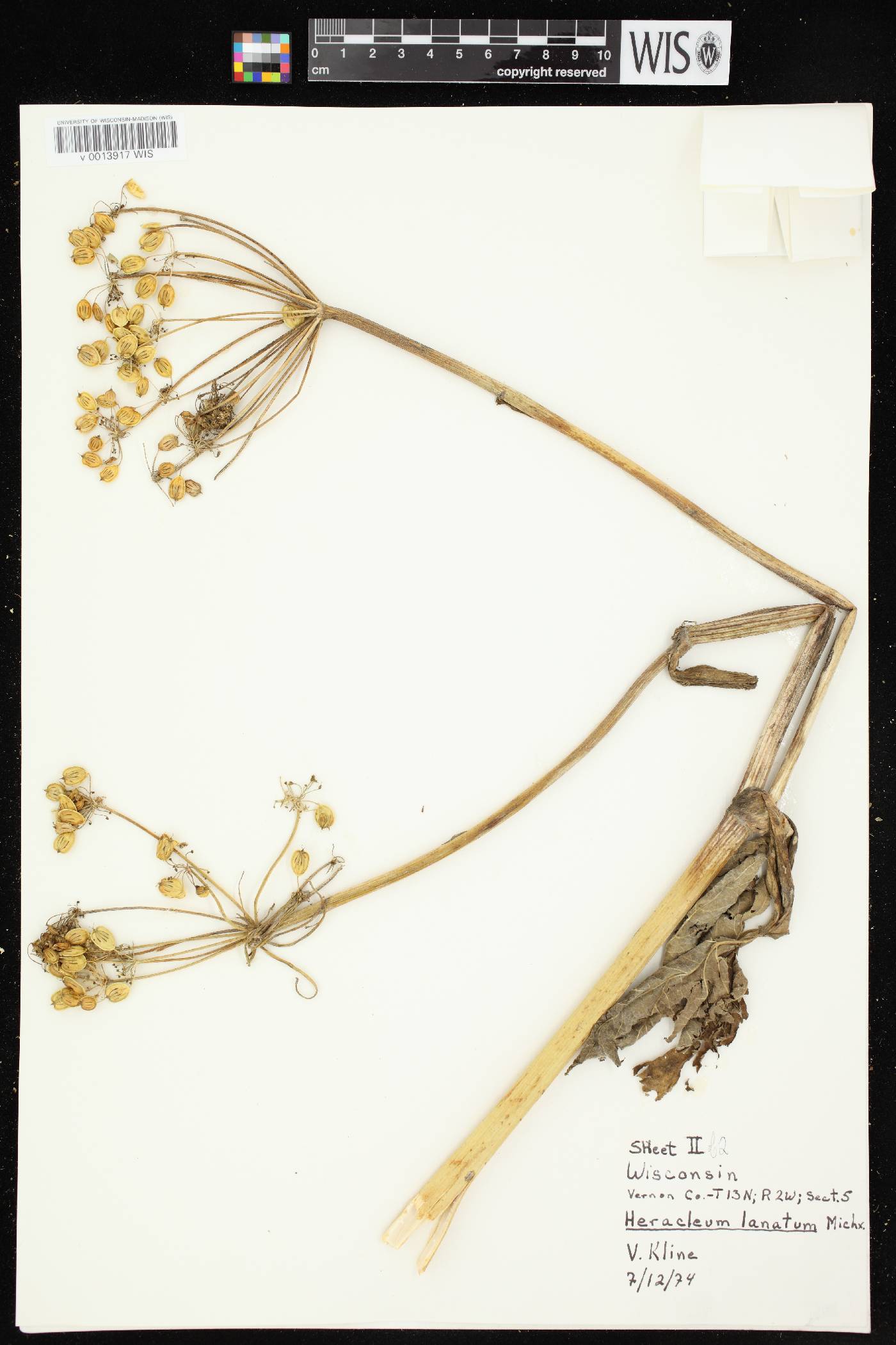 Heracleum maximum image