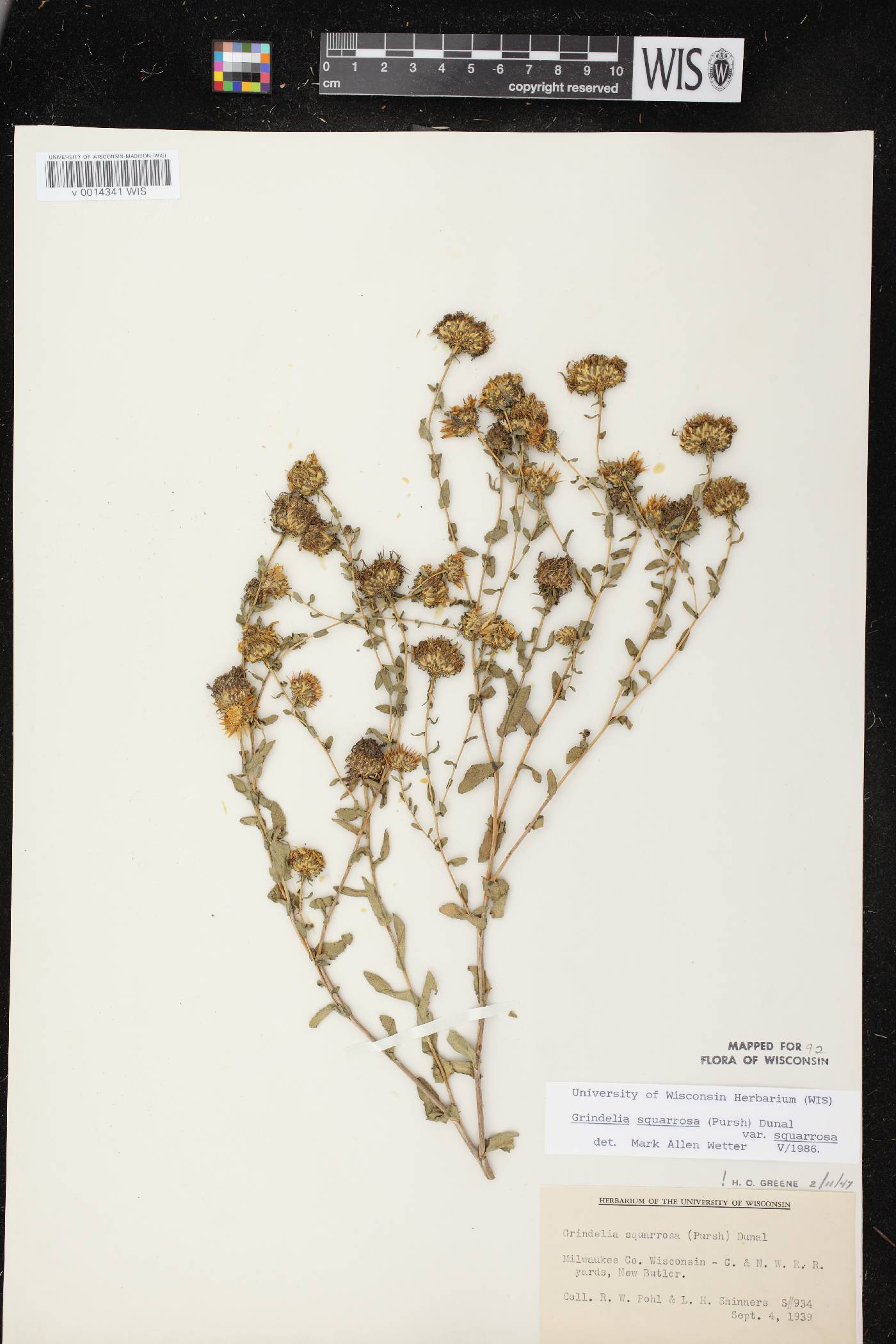 Grindelia squarrosa image