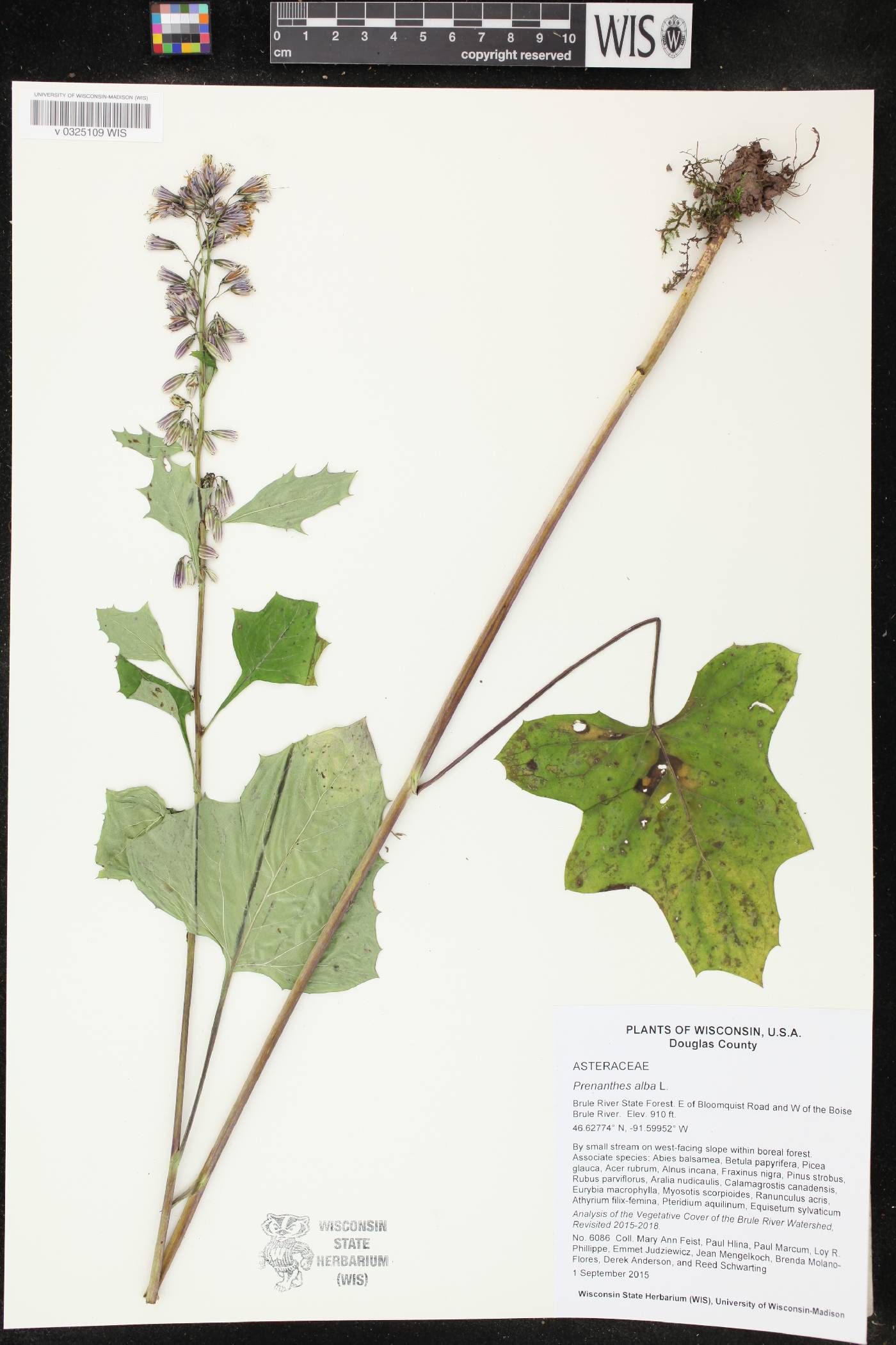 Prenanthes alba image