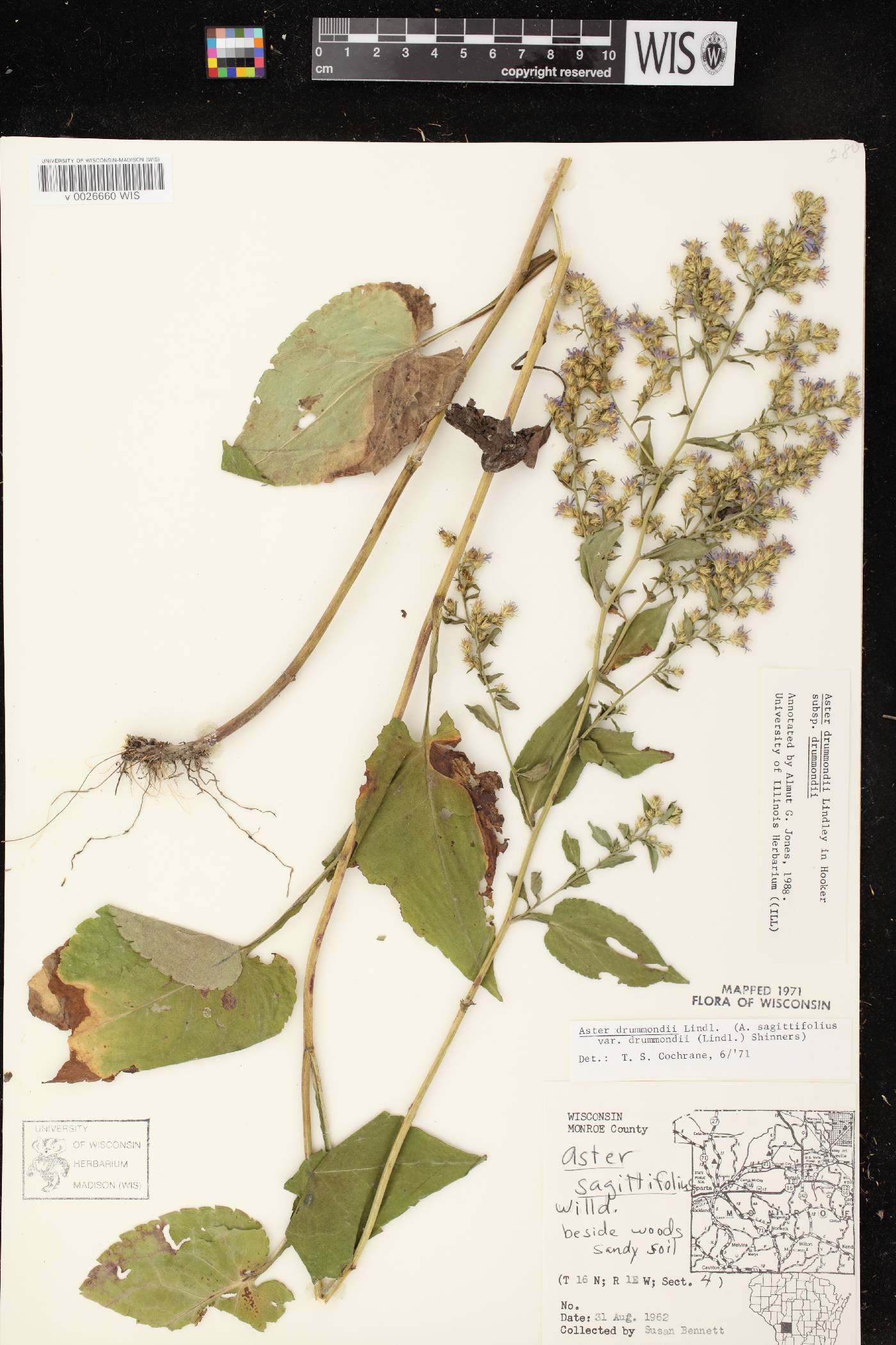 Symphyotrichum drummondii var. drummondii image