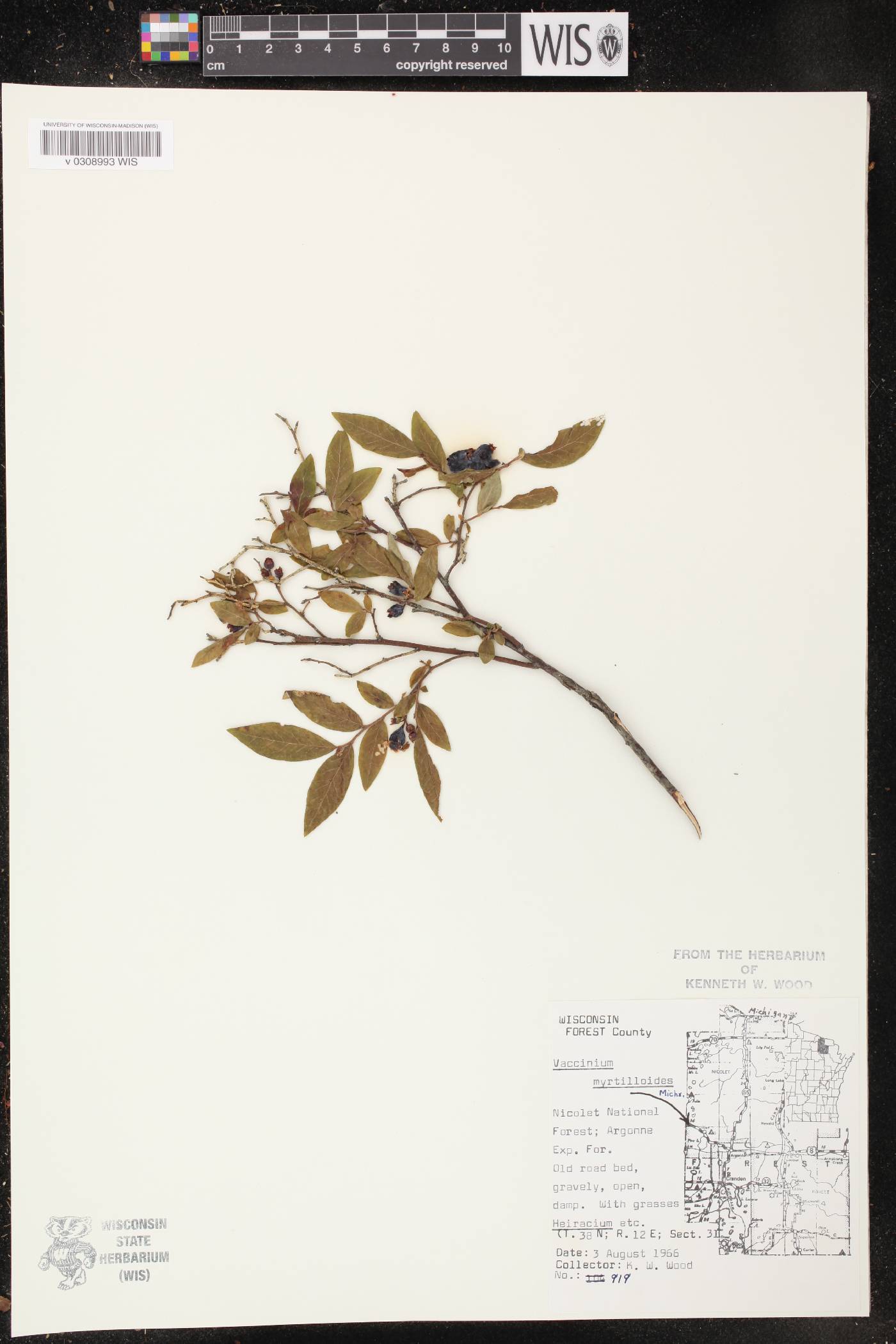 Vaccinium myrtilloides image
