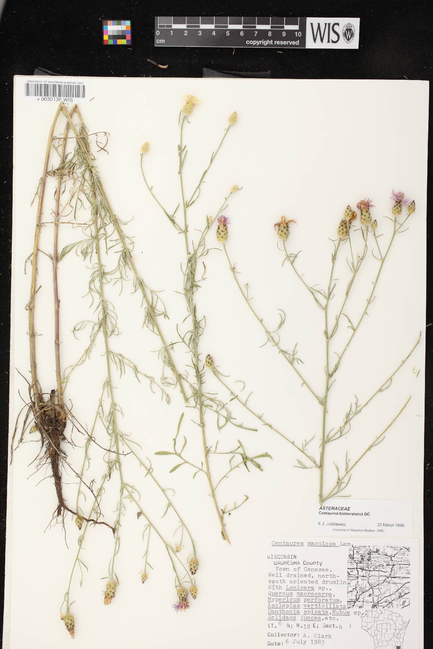 Centaurea stoebe image