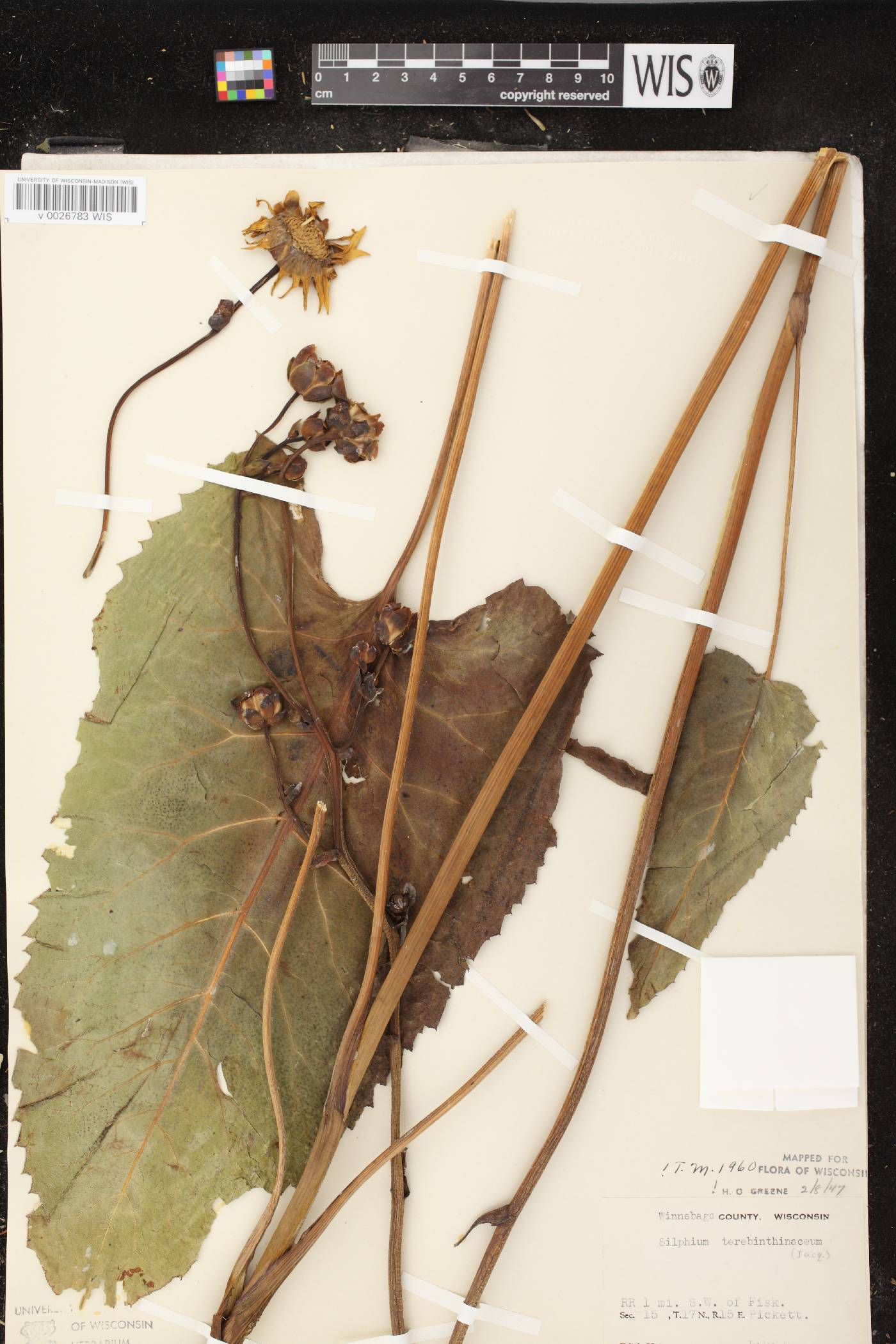 Silphium terebinthinaceum var. terebinthinaceum image