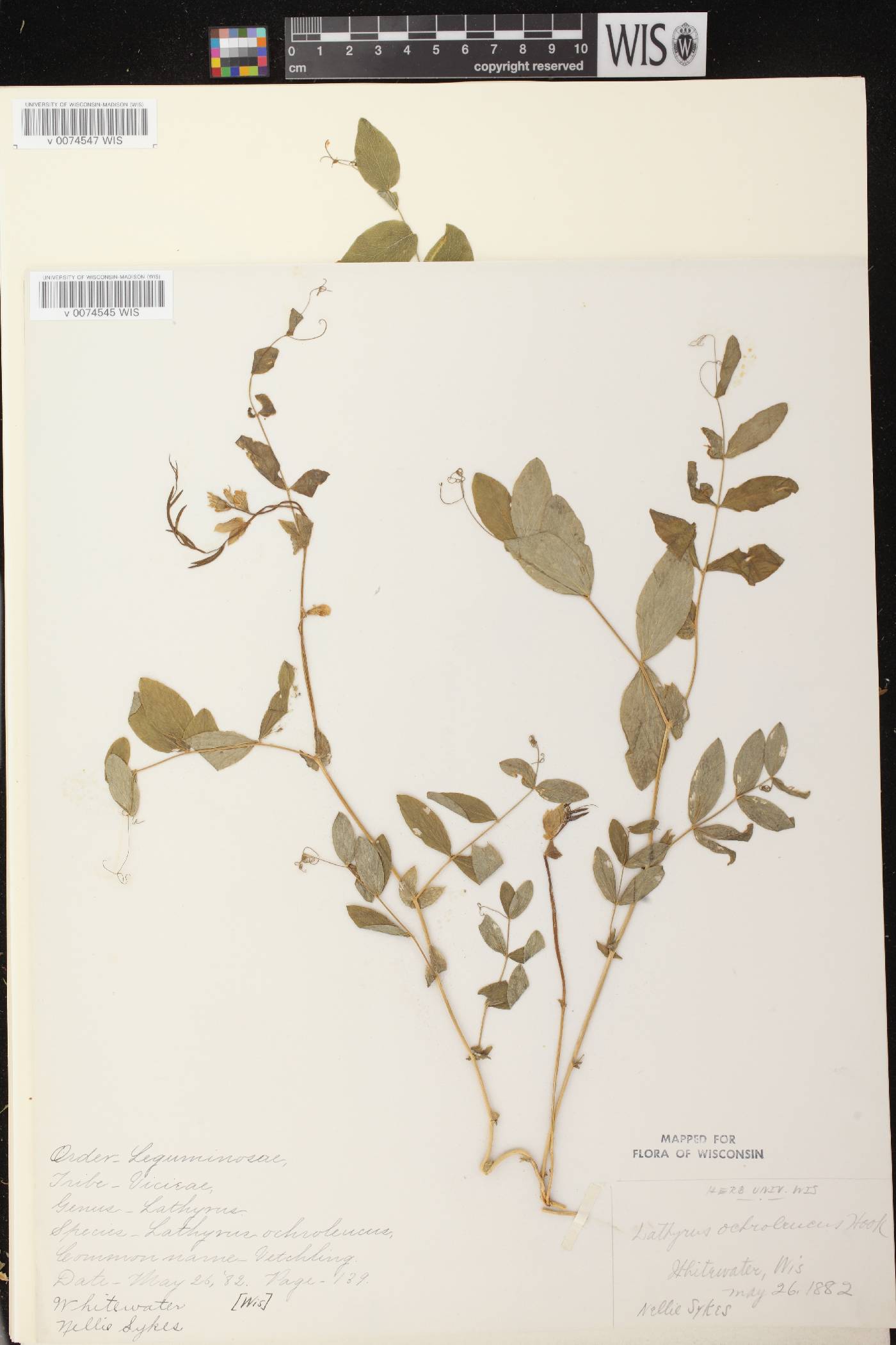 Lathyrus ochroleucus image