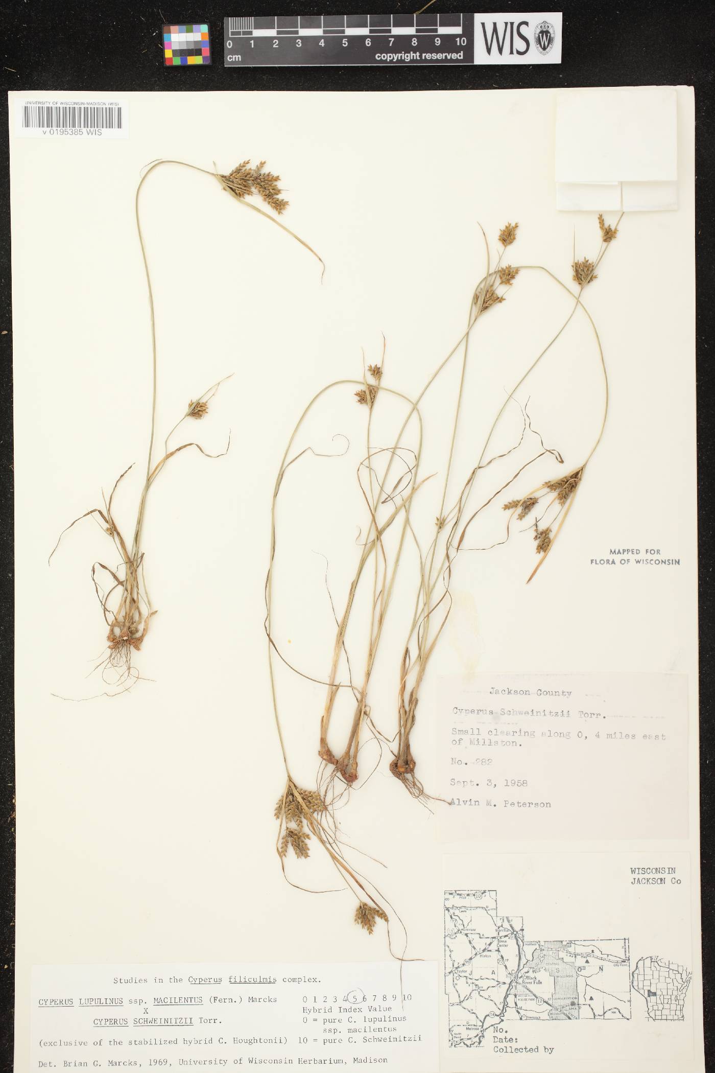 Cyperus lupulinus image