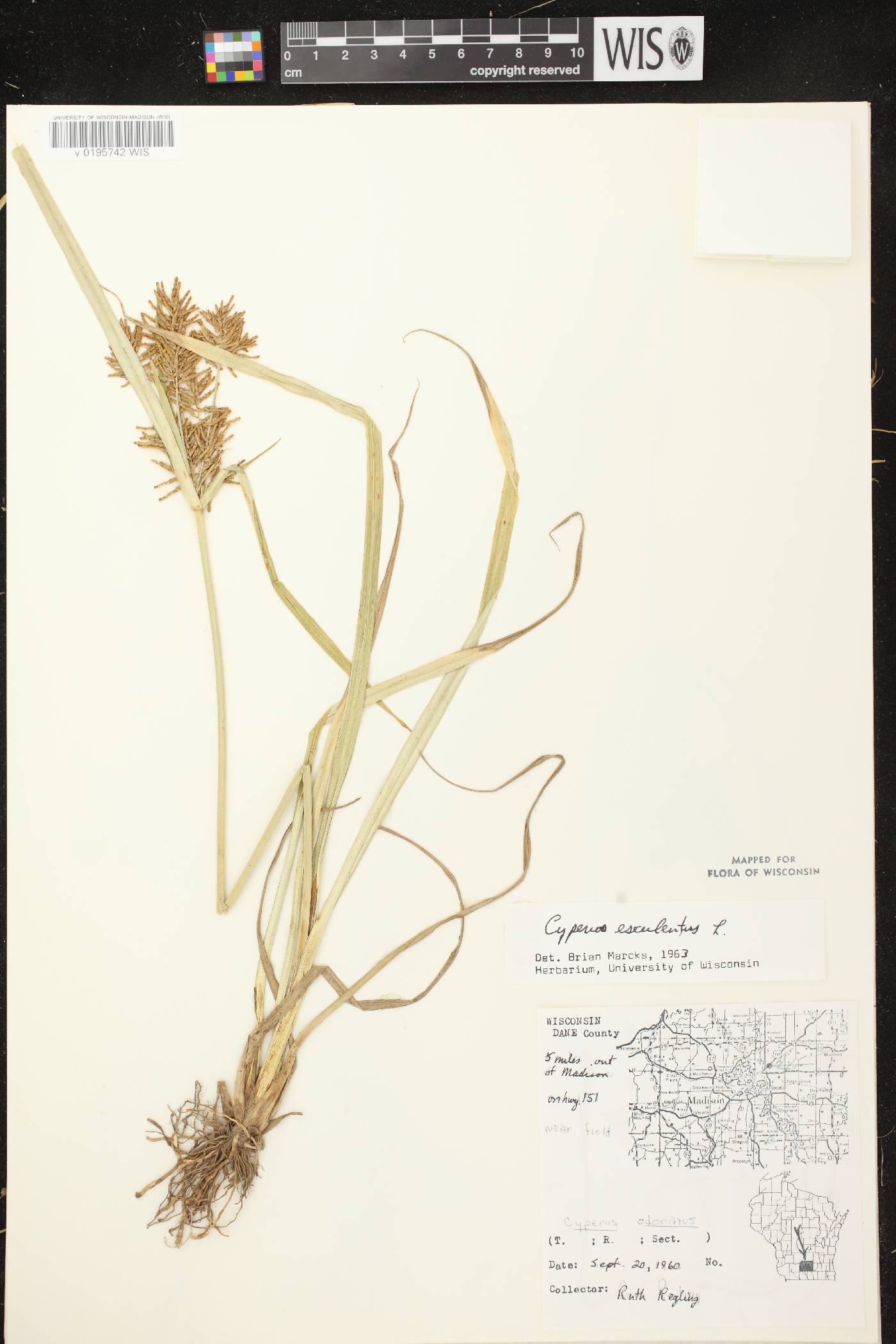 Cyperus esculentus var. leptostachyus image
