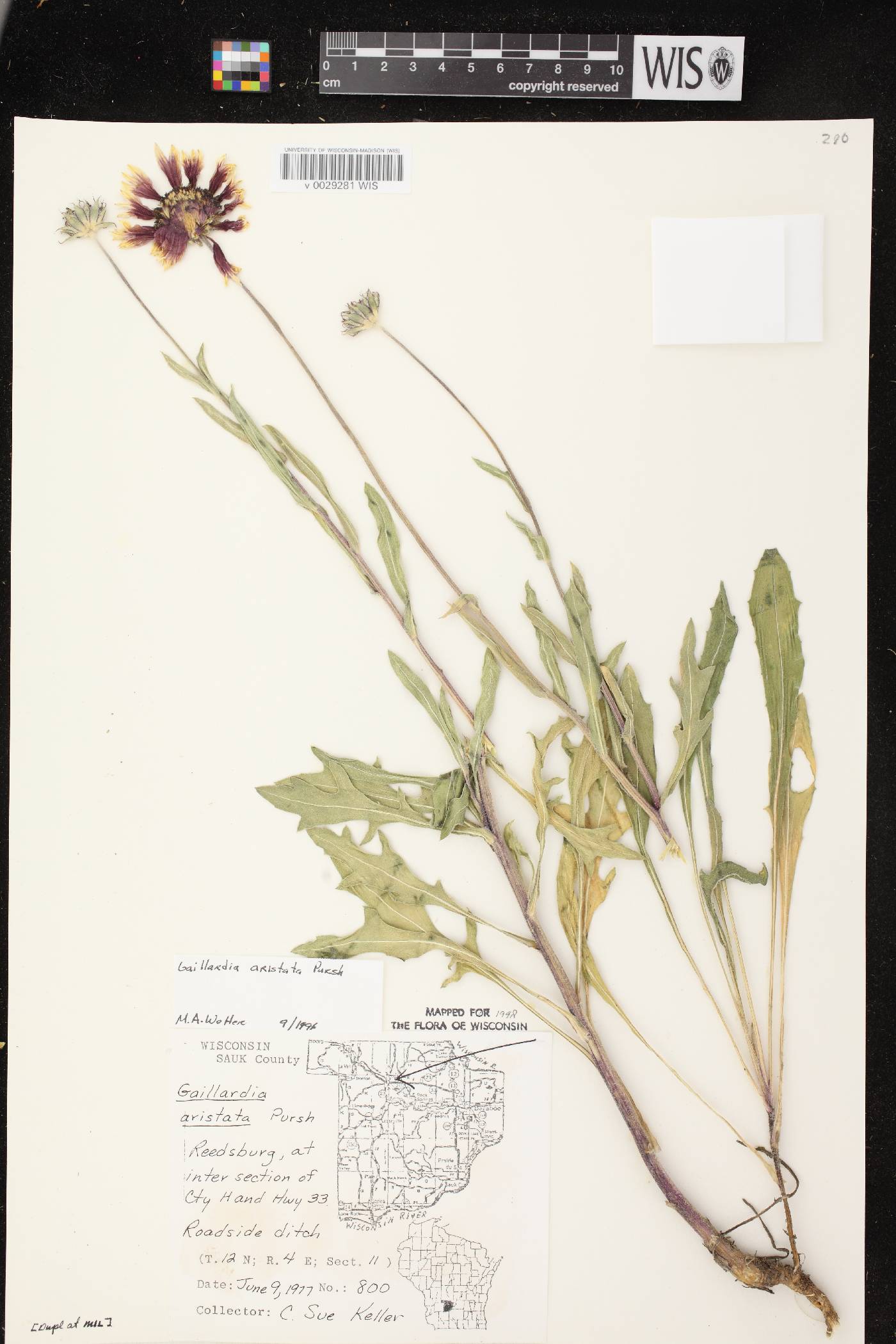 Gaillardia aristata image