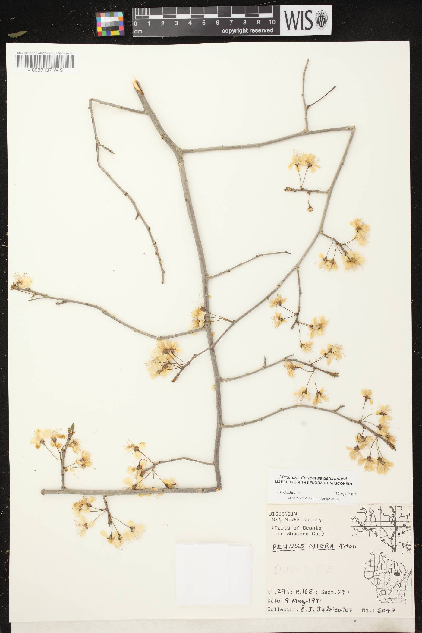Prunus nigra image