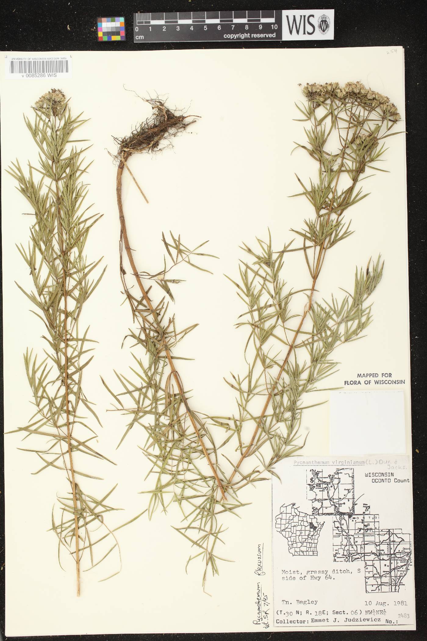 Pycnanthemum tenuifolium image