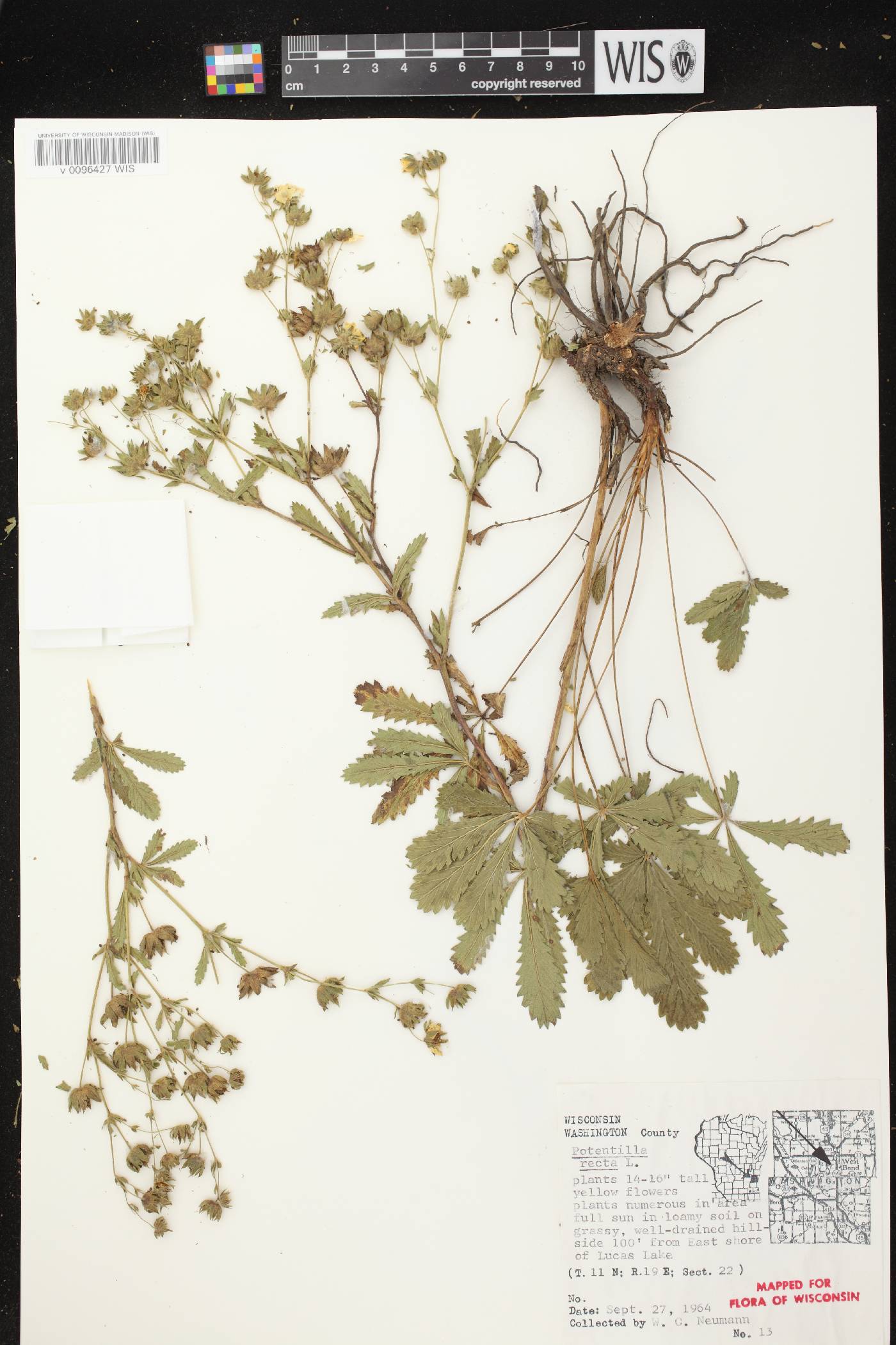 Potentilla recta image
