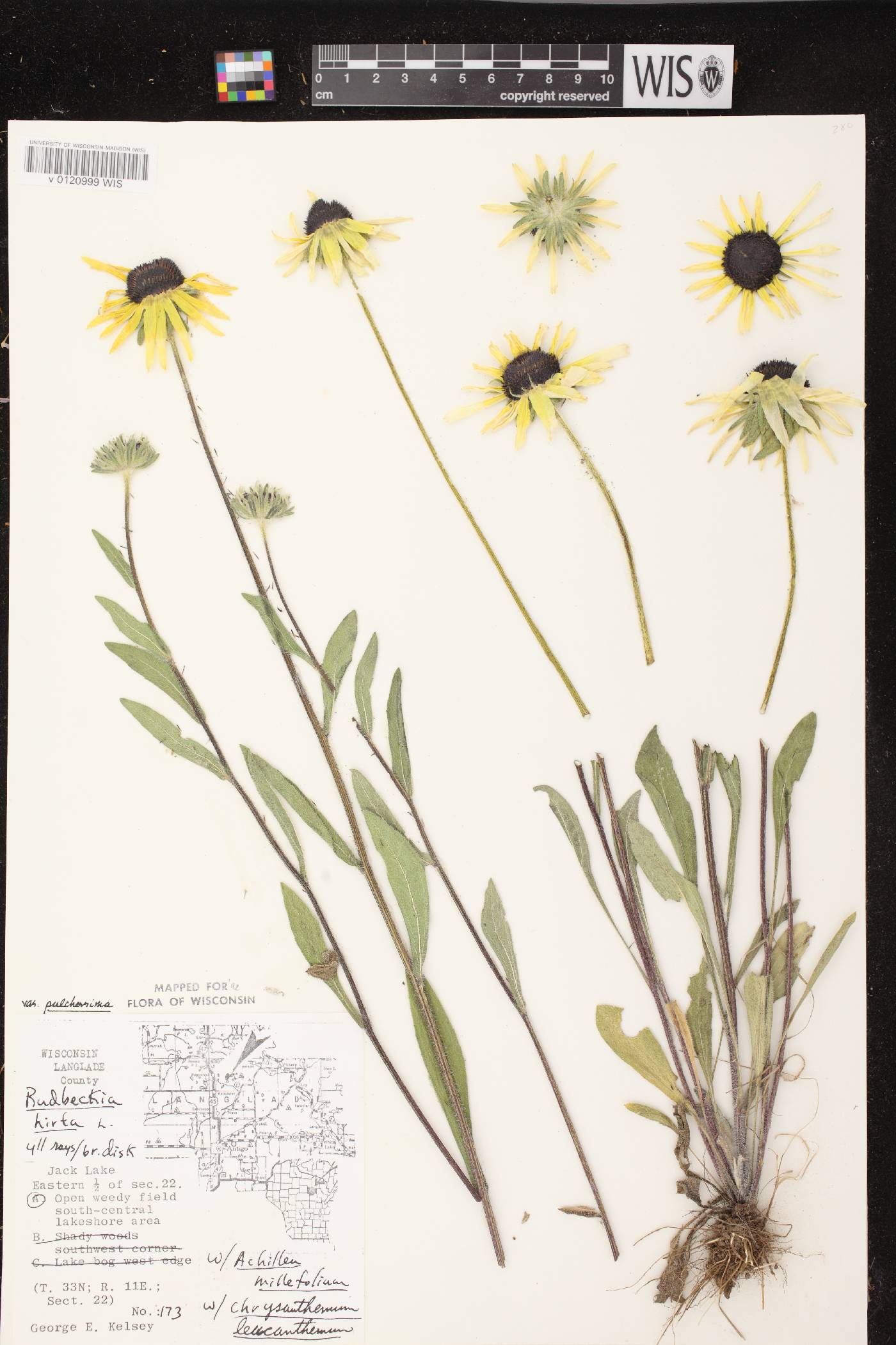 Rudbeckia hirta image