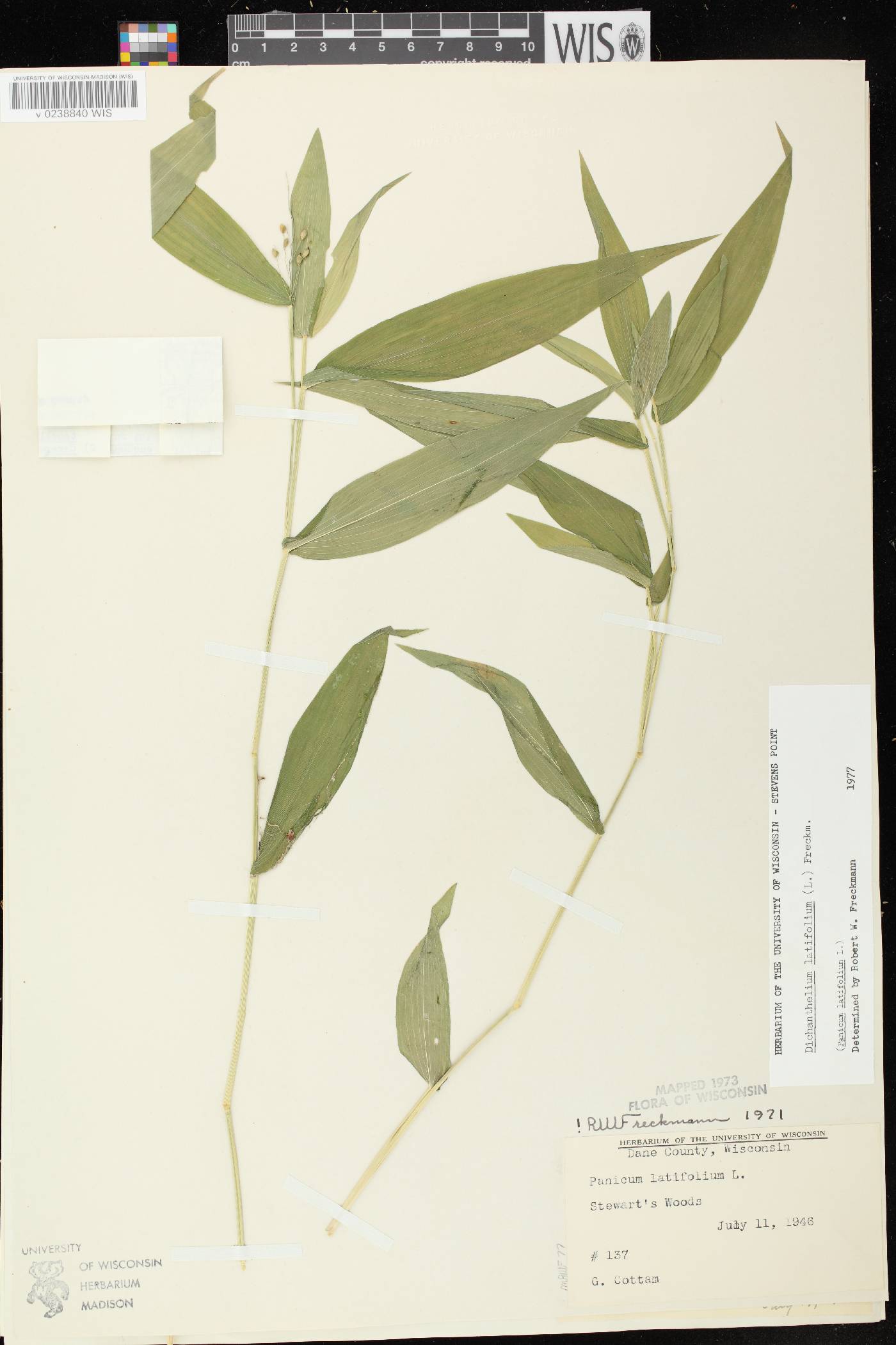 Dichanthelium latifolium image