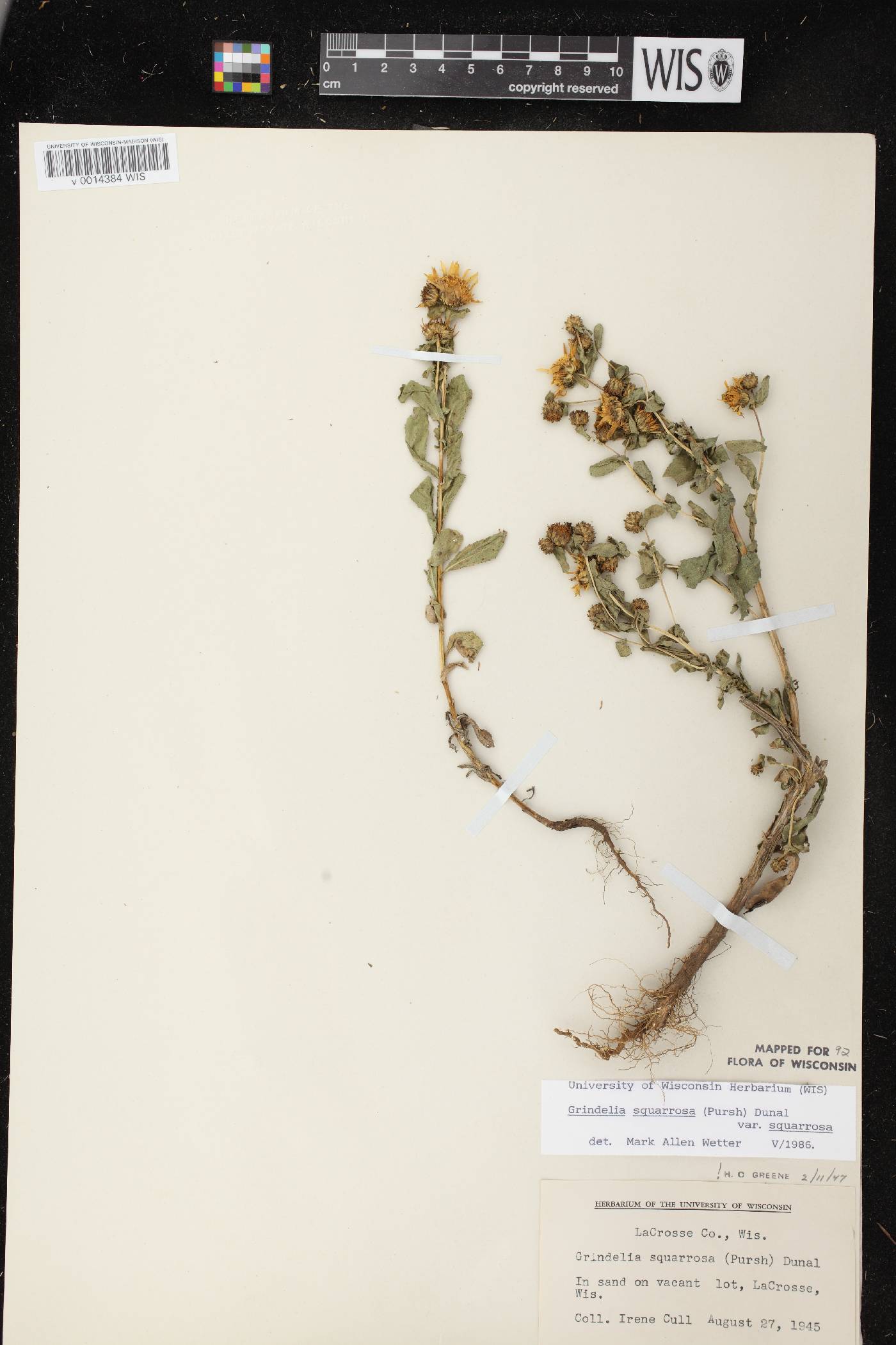 Grindelia squarrosa image