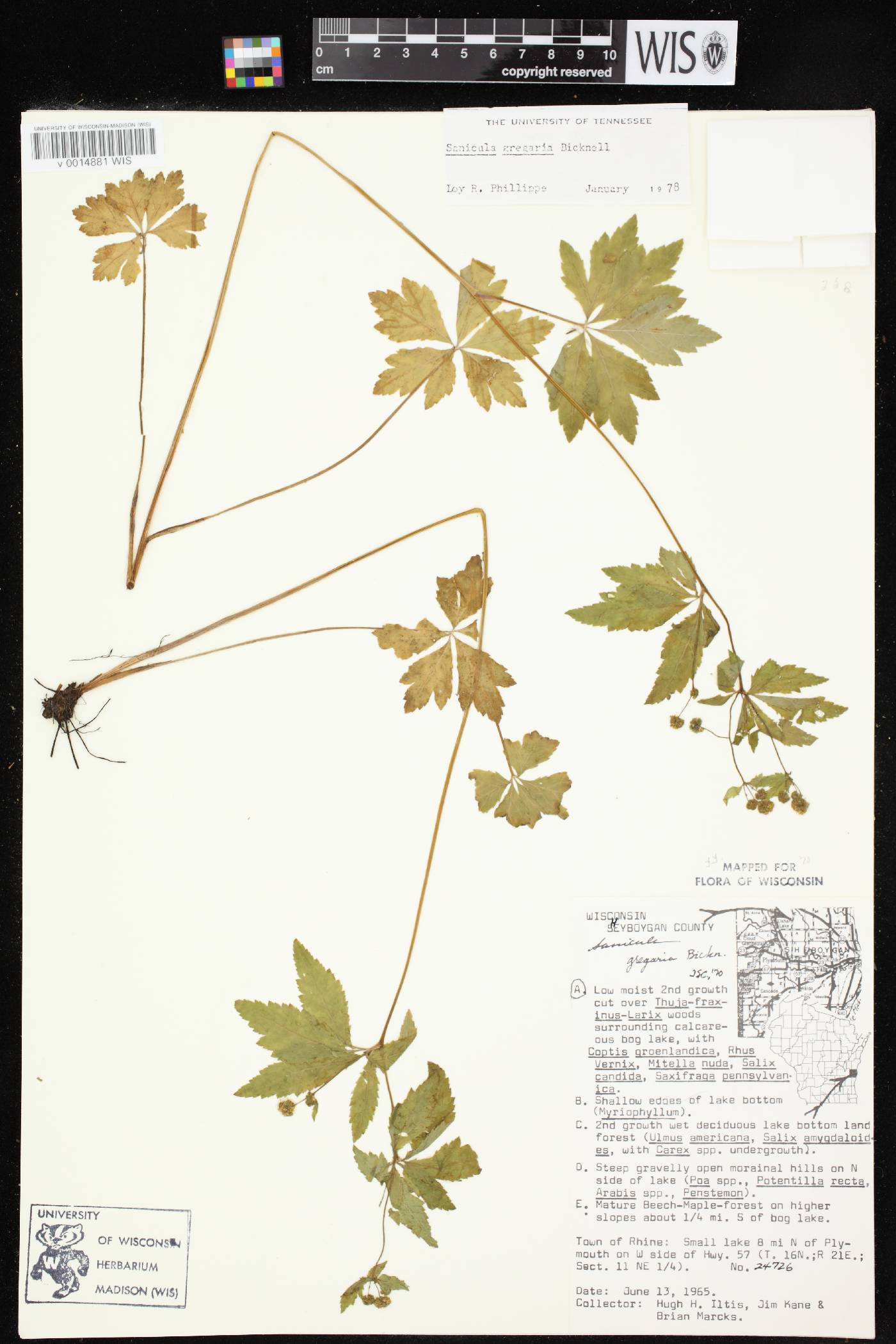 Sanicula odorata image
