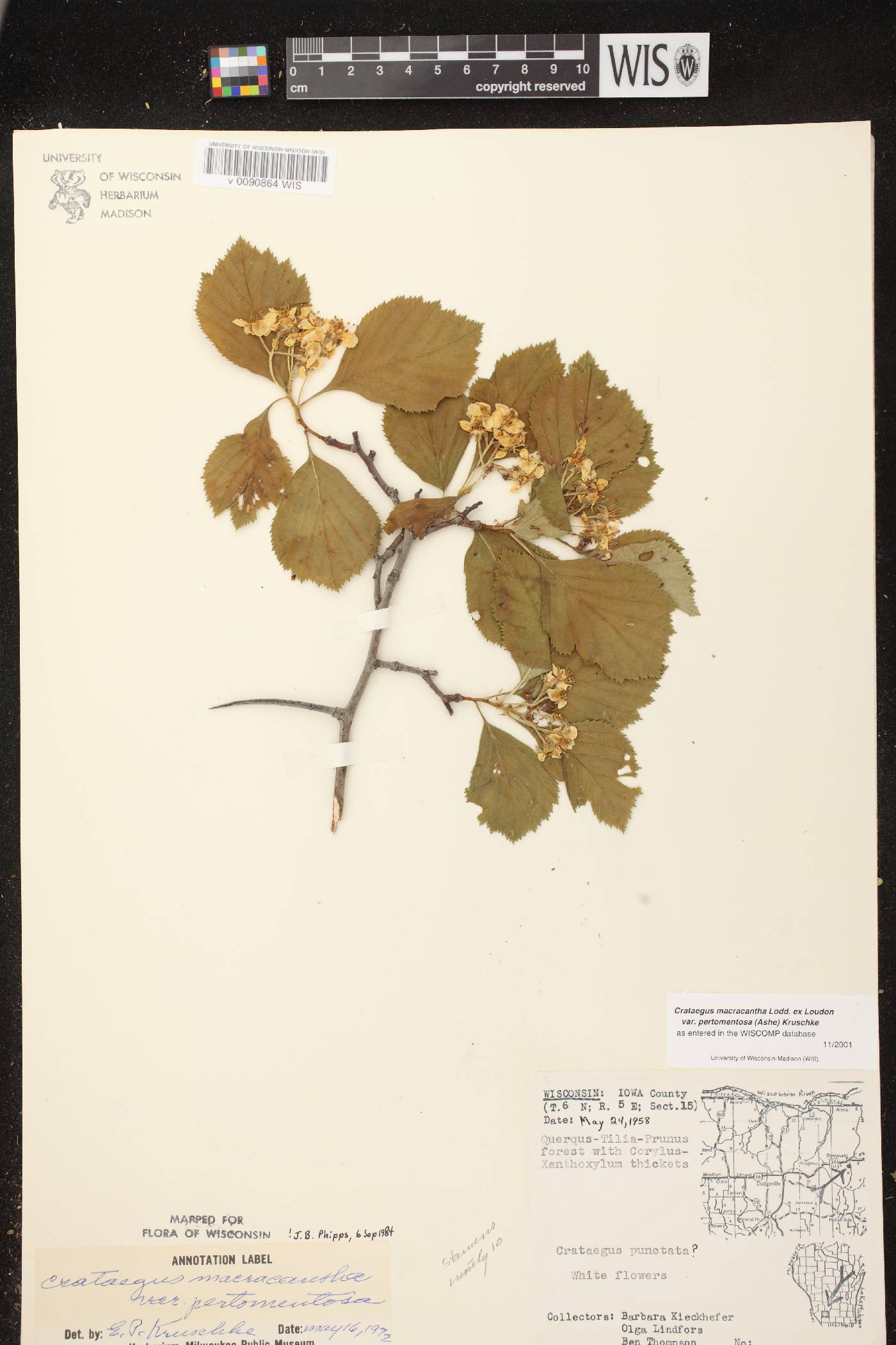 Crataegus macracantha image