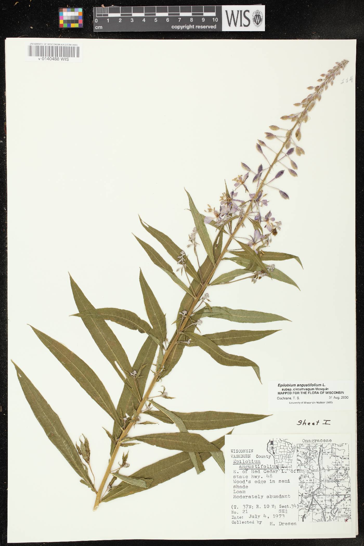 Chamerion angustifolium subsp. circumvagum image